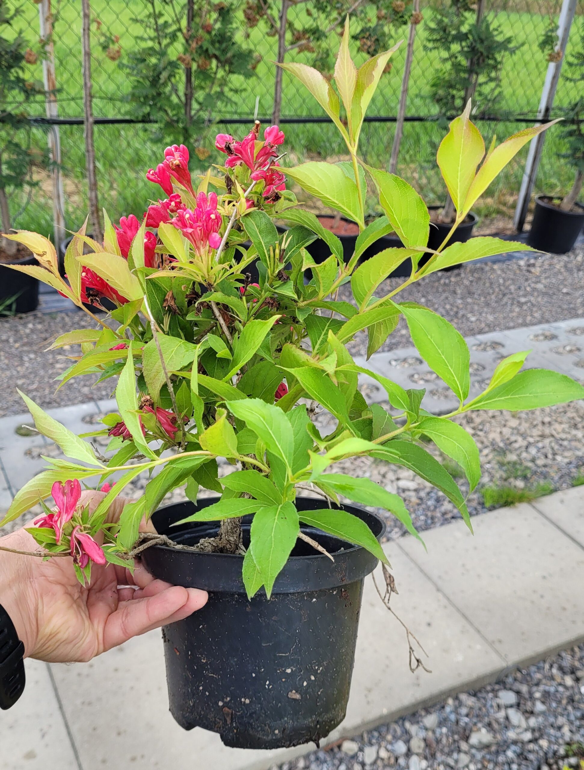 Krzewuszka ALL SUMMER RED - 4