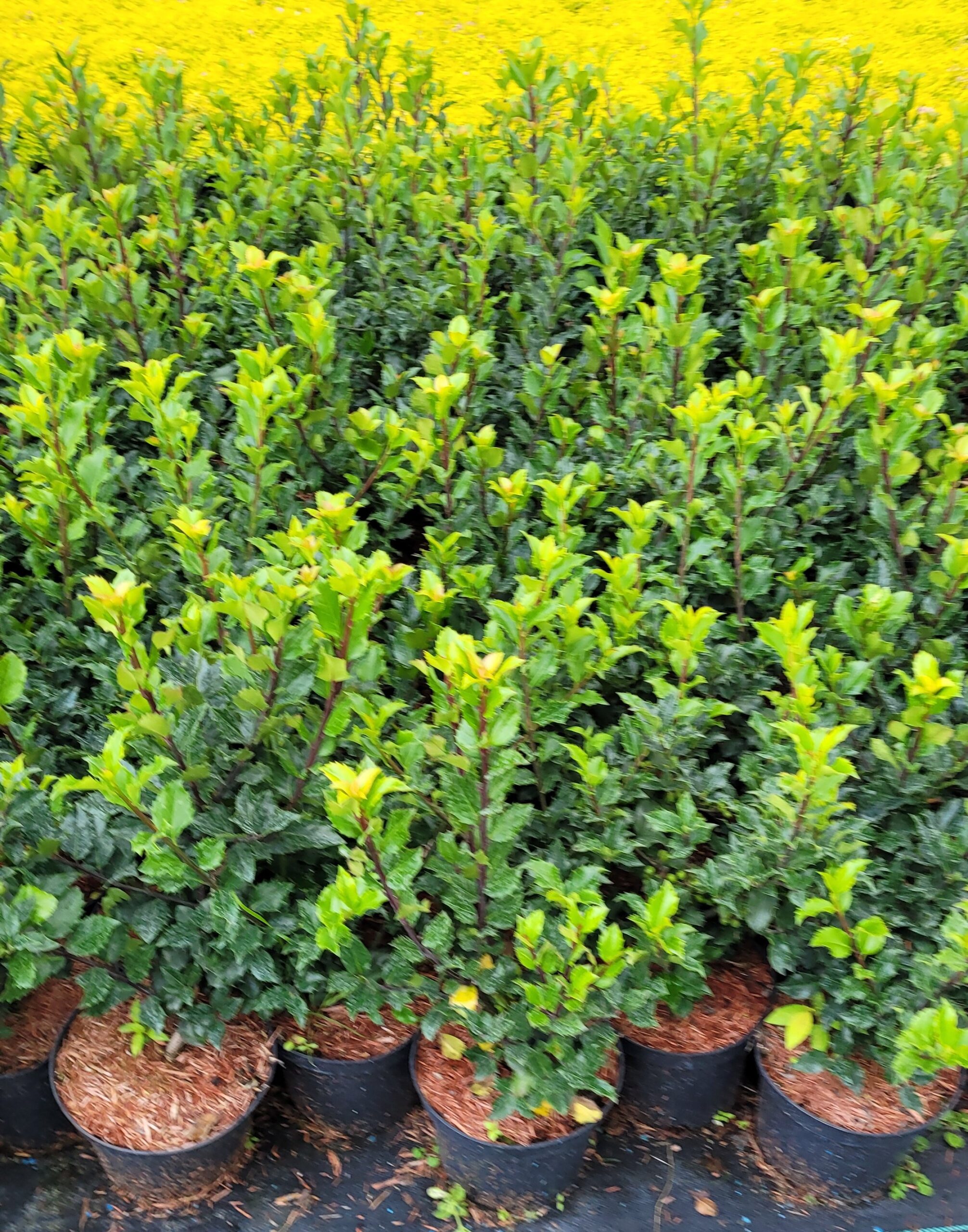 Krzewuszka cudowna RED PRINCE - 5