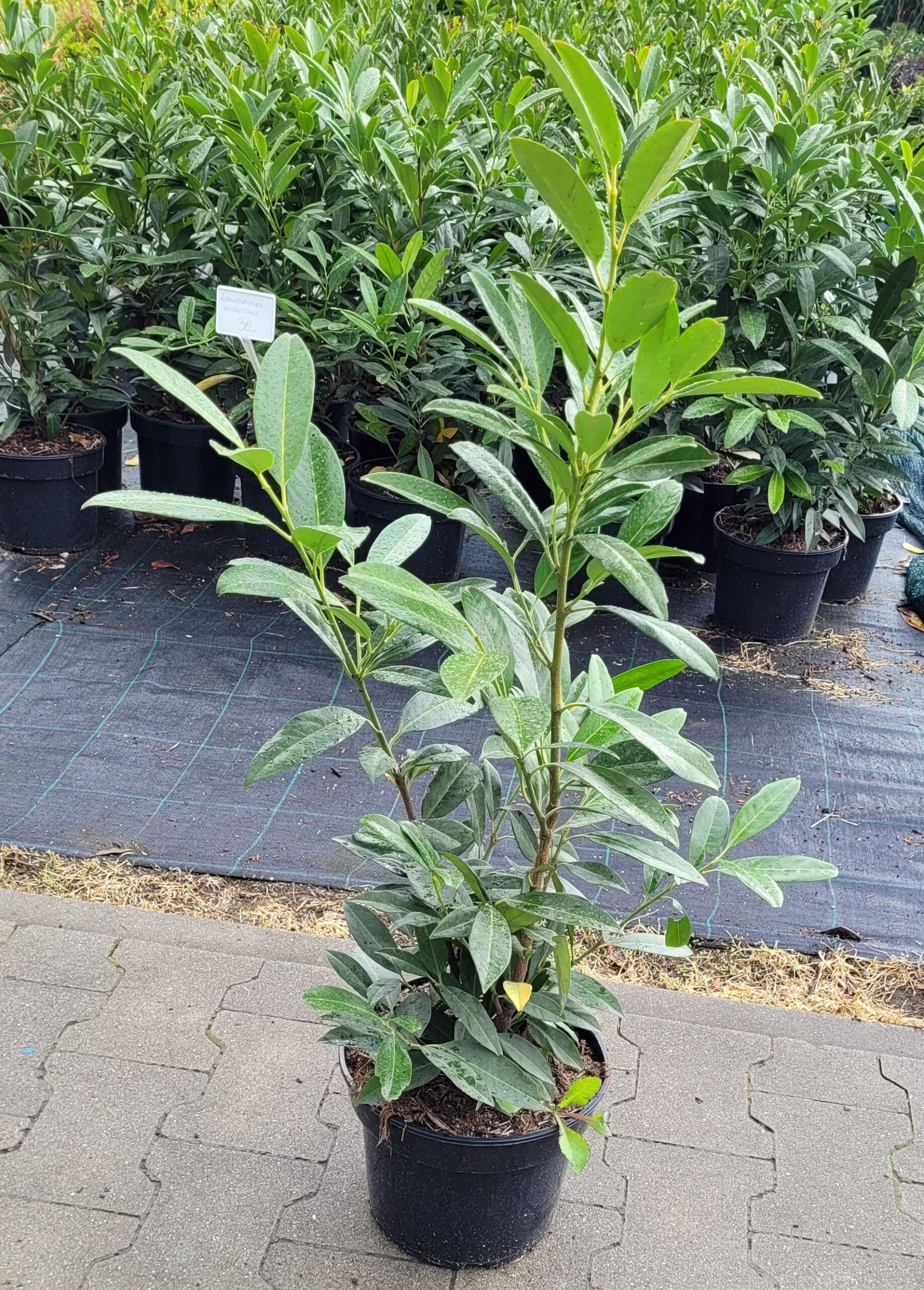 Laurowiśnia wschodnia CAUCASICA - 4