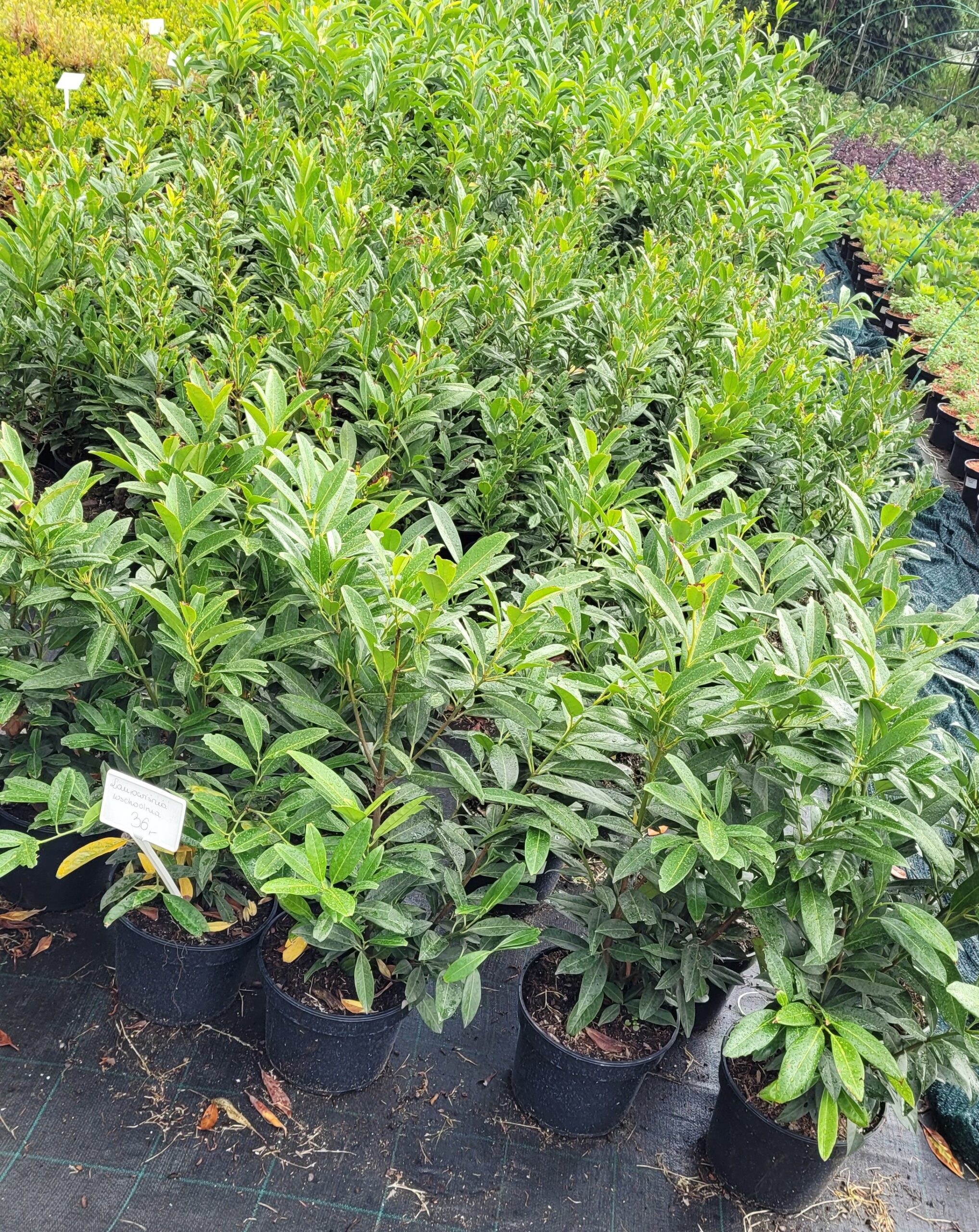 Laurowiśnia wschodnia CAUCASICA - 5