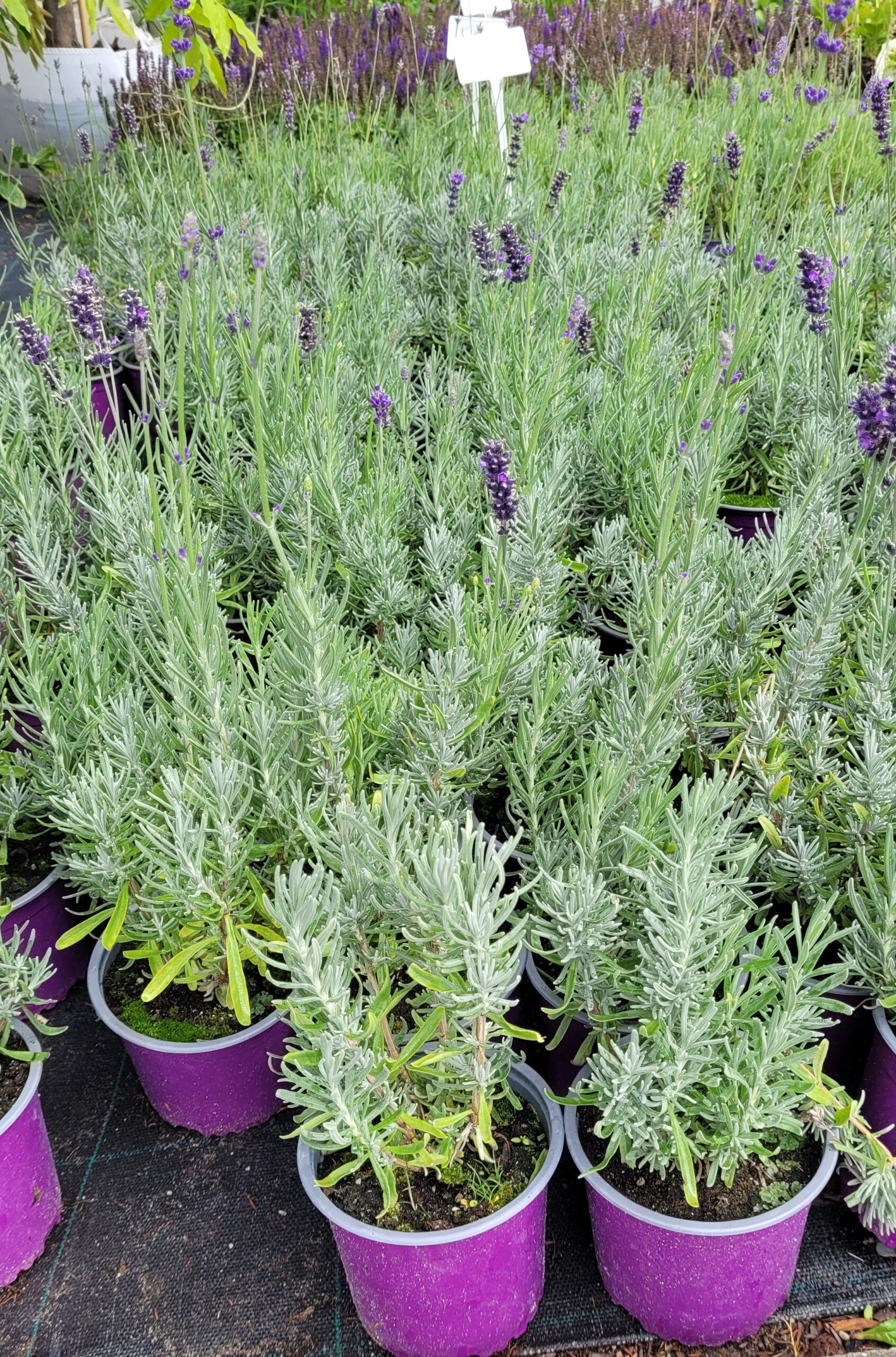 Lawenda VALENCE DARK VIOLET - 4