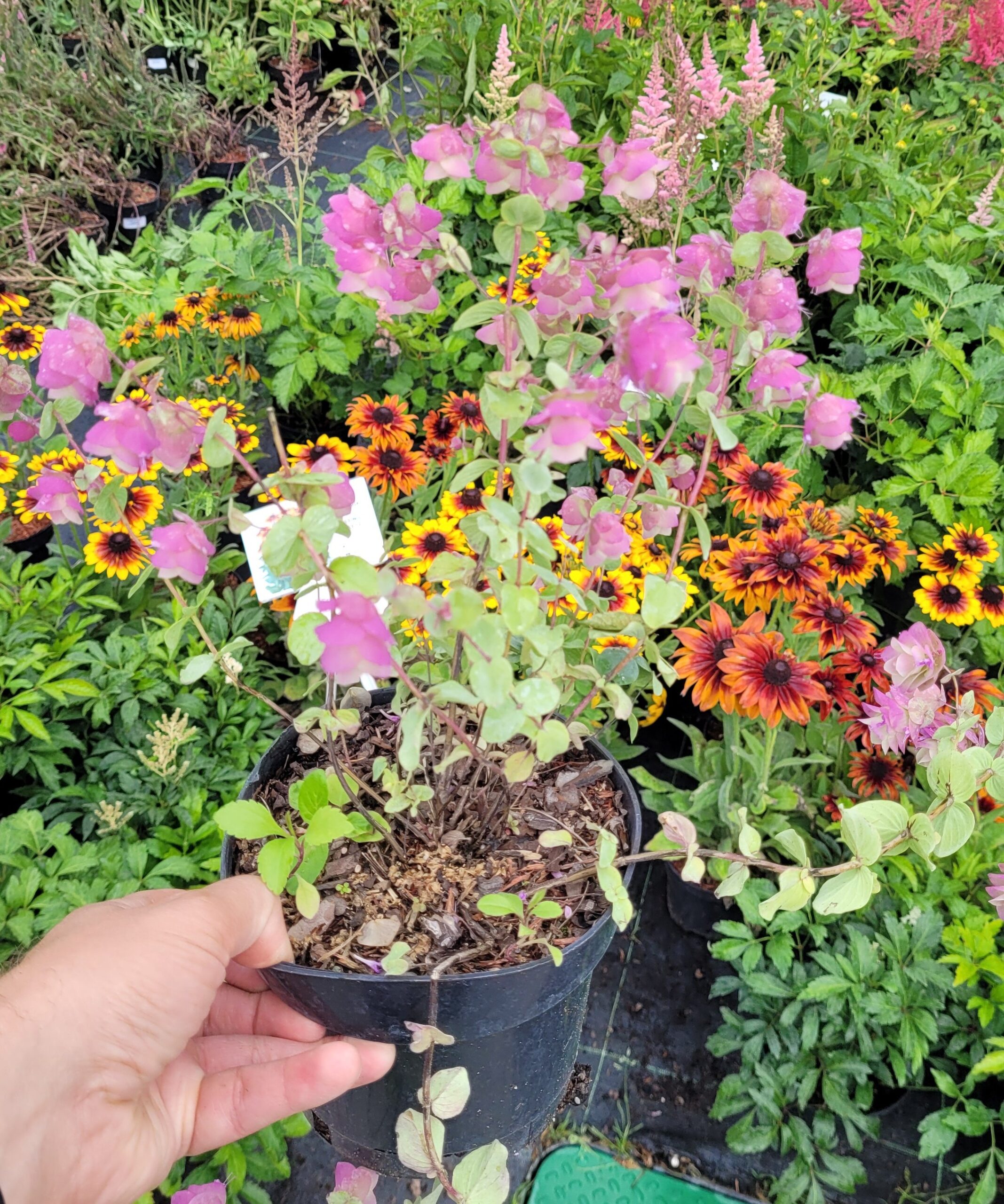 Lebiodka okrągłolistna KENT BEAUTY - 5