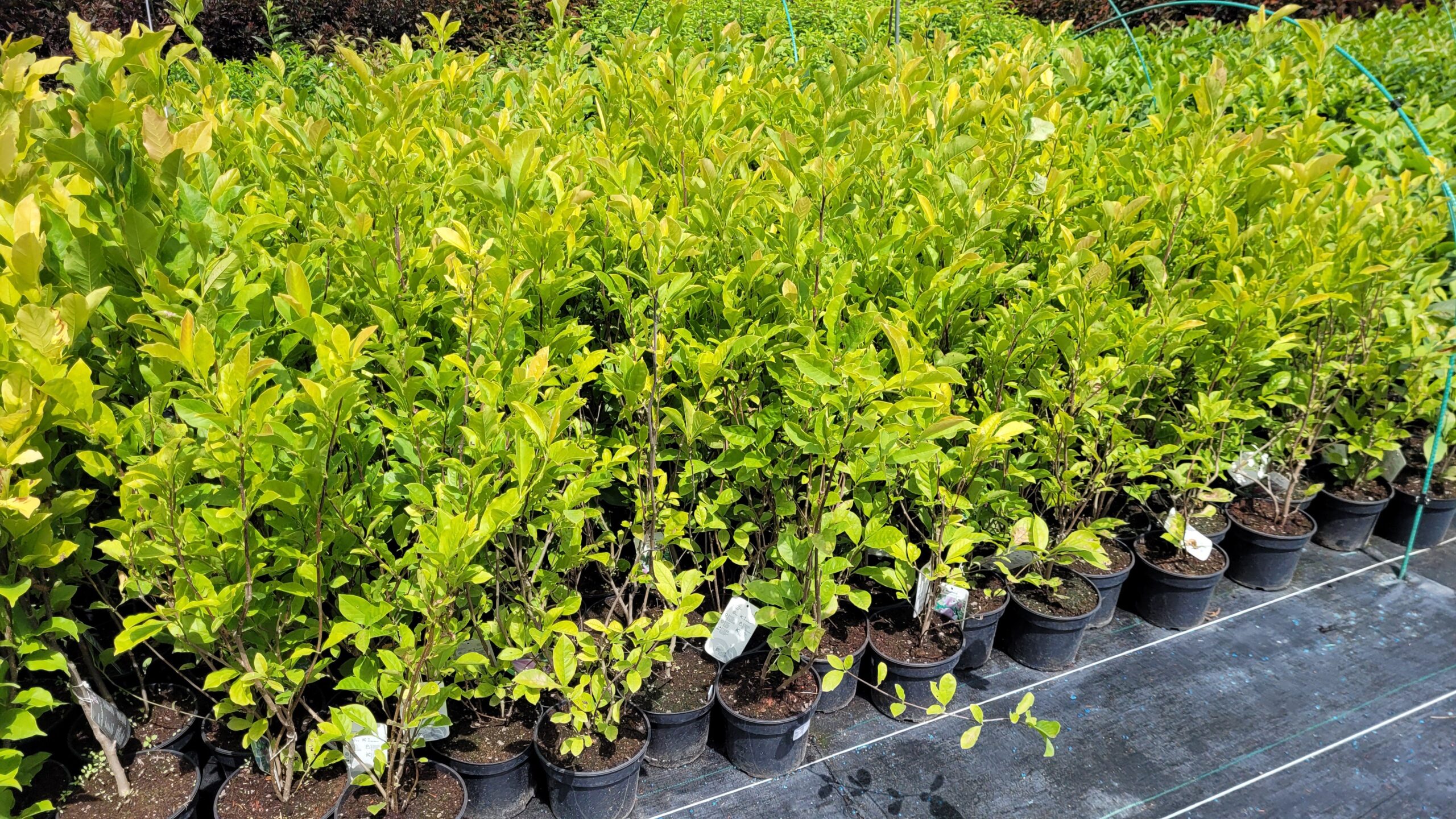 Lilak Bez PINK PERFUME - 5