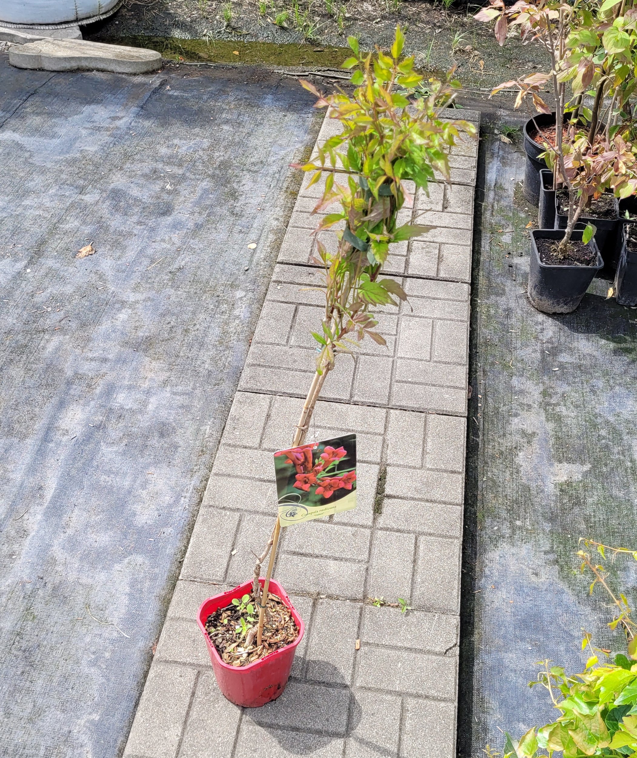 Milin Amerykański GABOR - 6