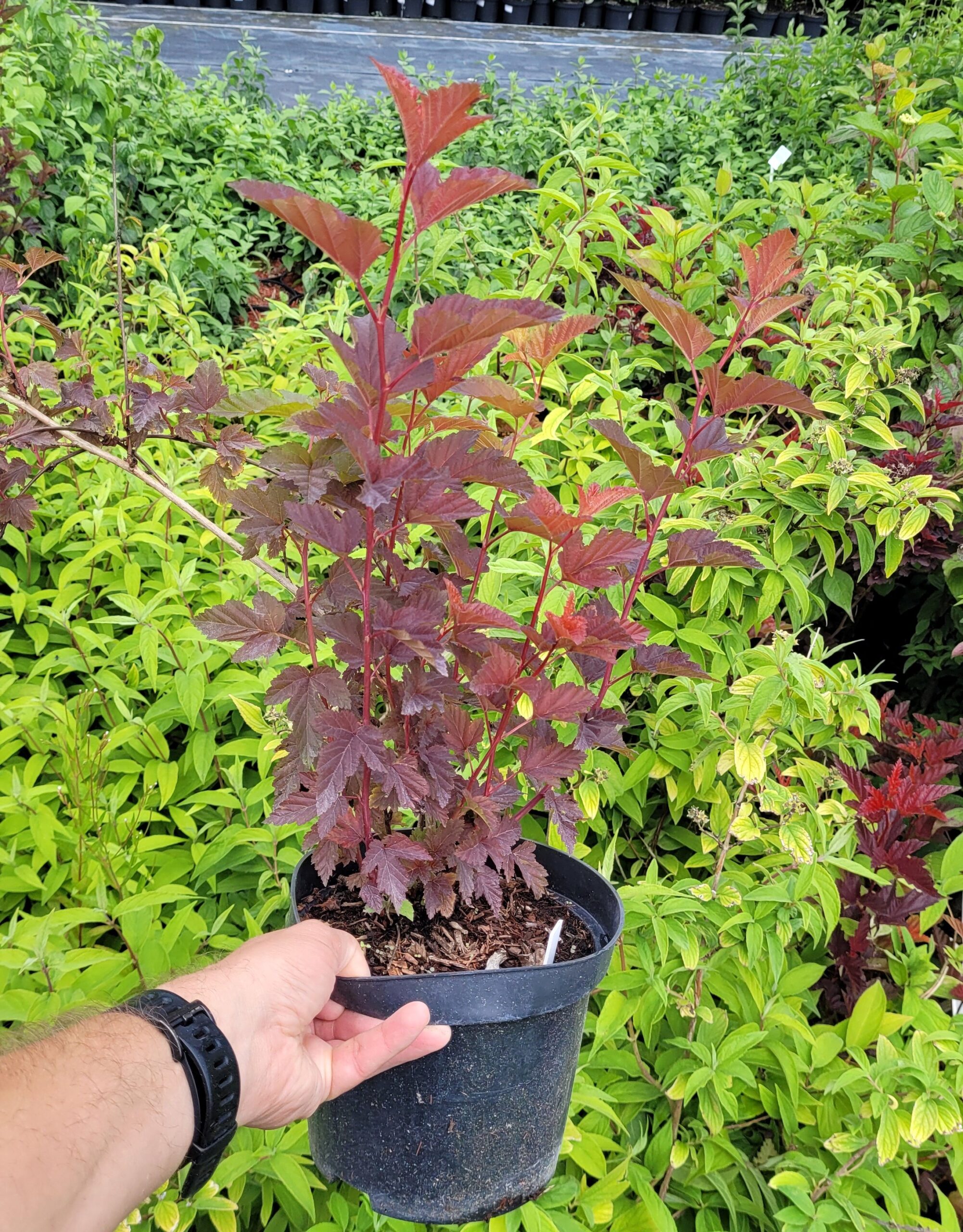 Pęcherznica kalinolistna LITTLE ANGEL - 4