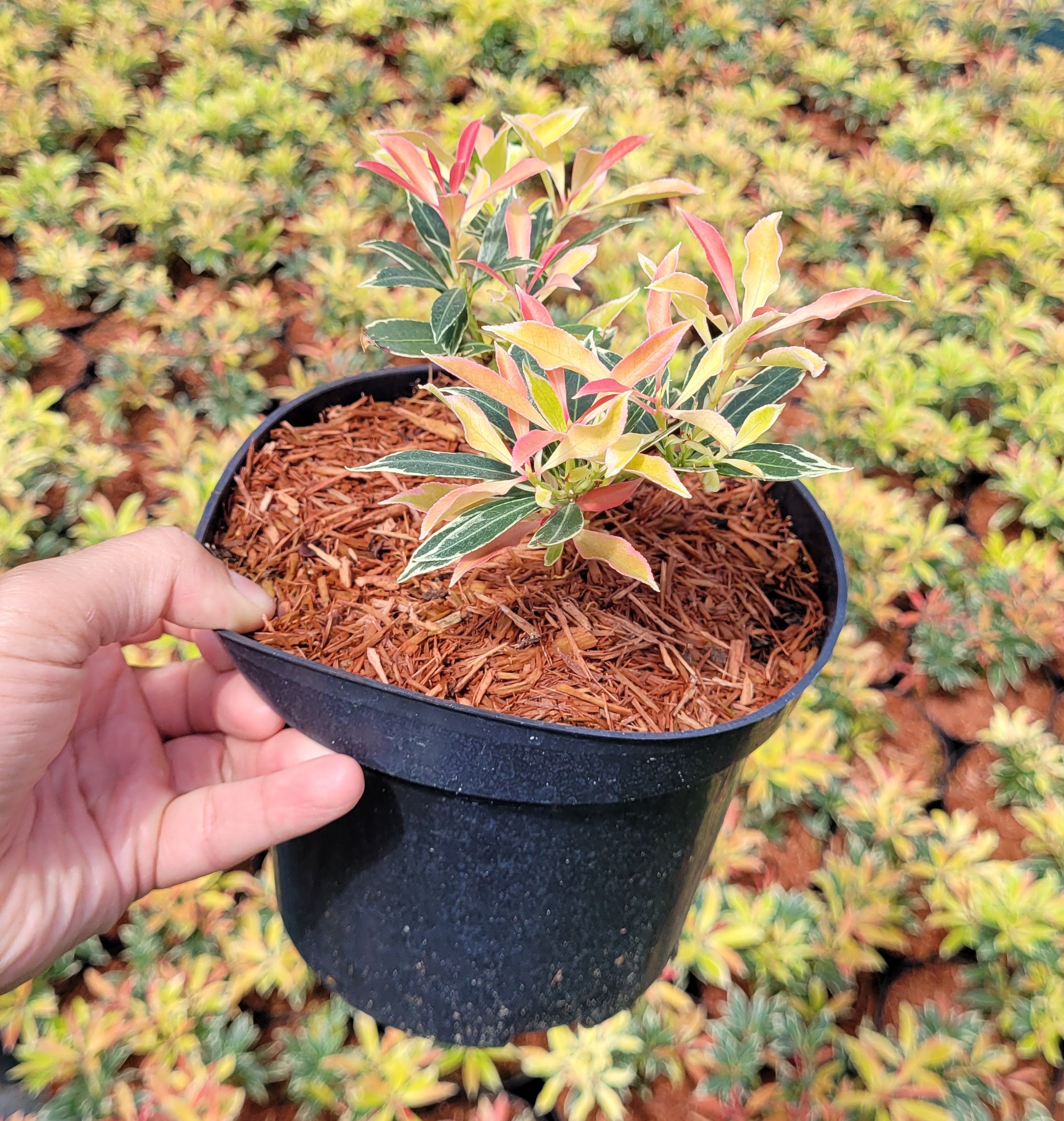 Pieris japoński FLAMING SILVER - 4