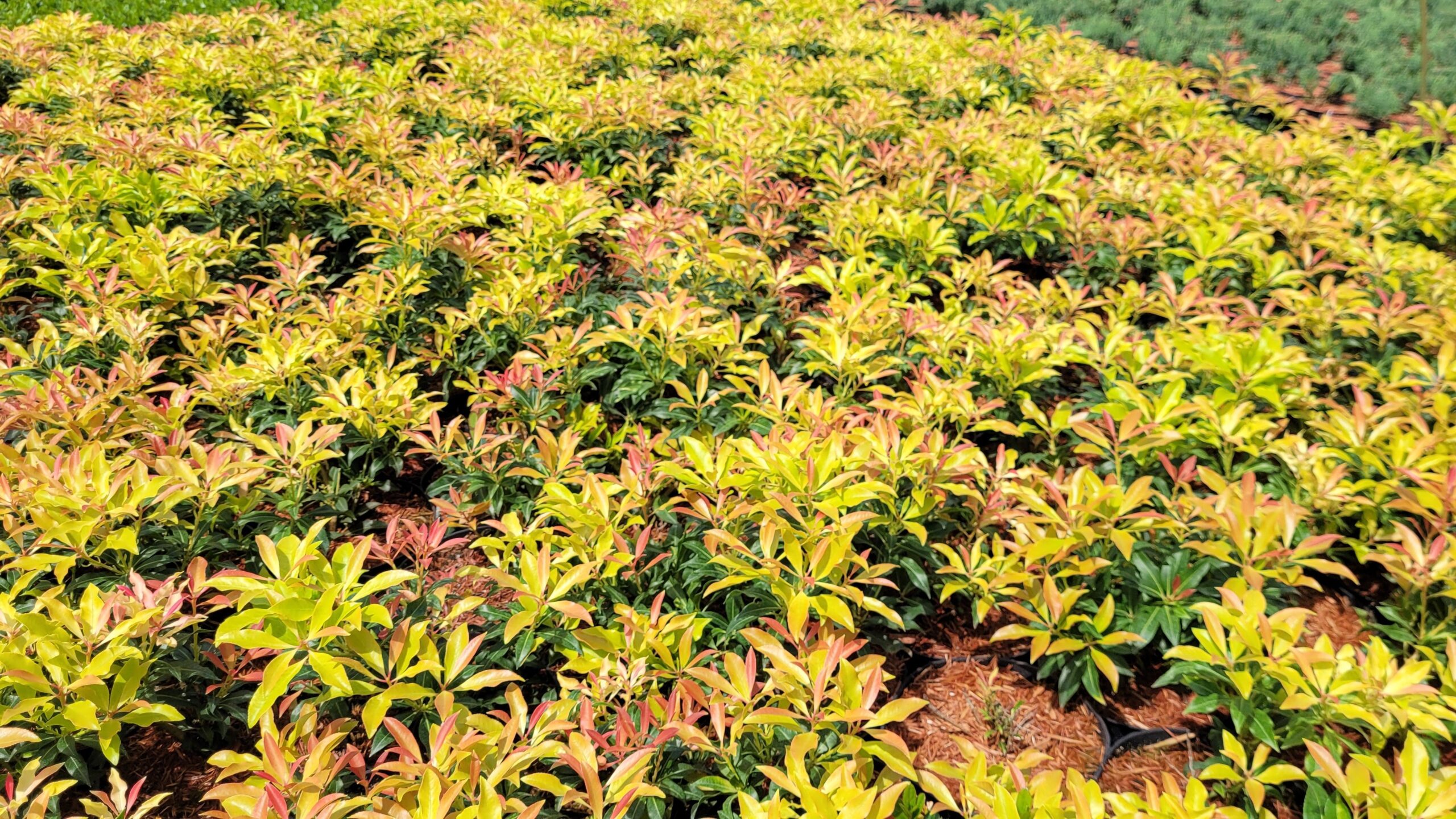 Pieris japoński FOREST FLAME - 5