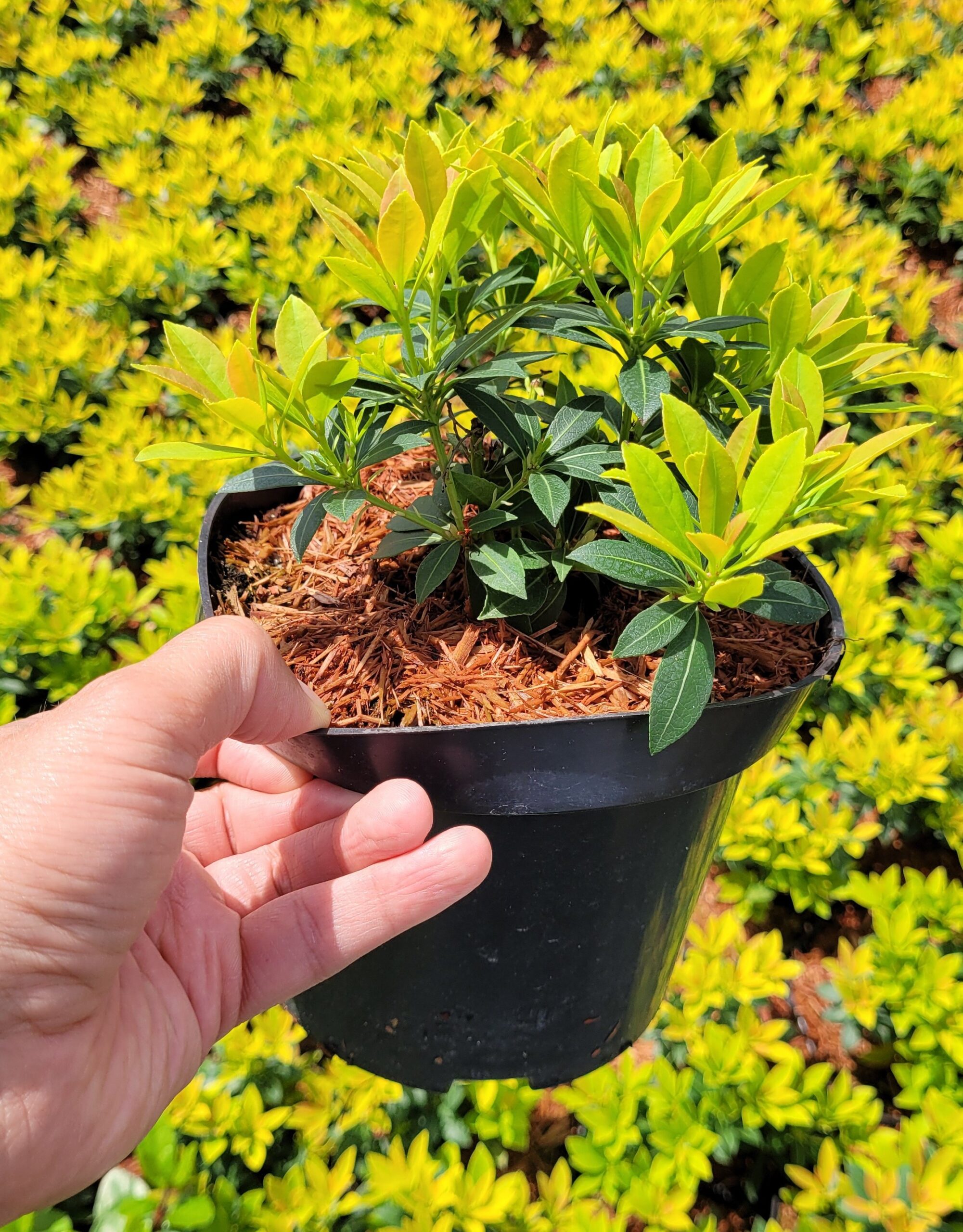 Pieris japoński SARABANDE - 4