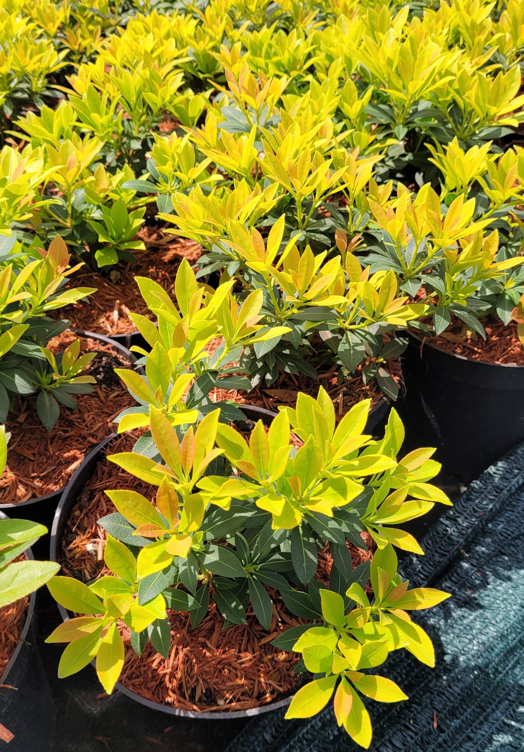 Pieris japoński SARABANDE - 5