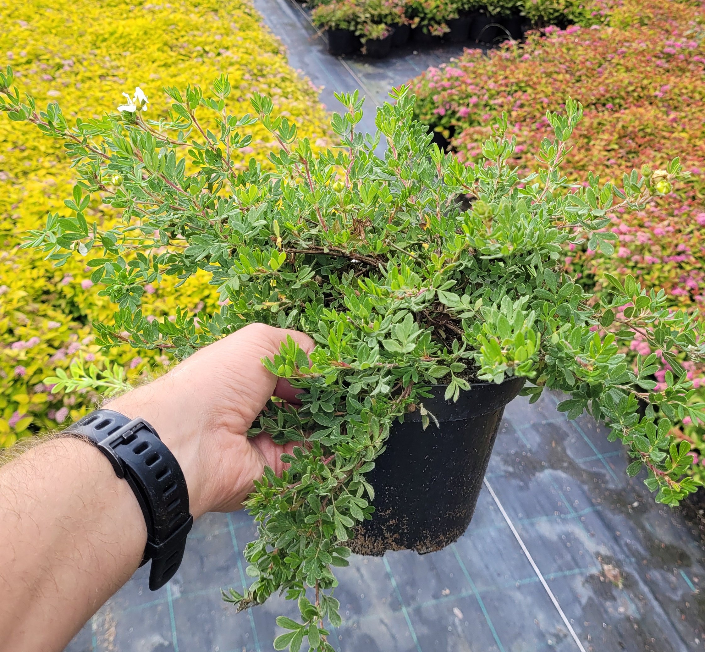 Pięciornik krzewiasty WHITE LADY - 5