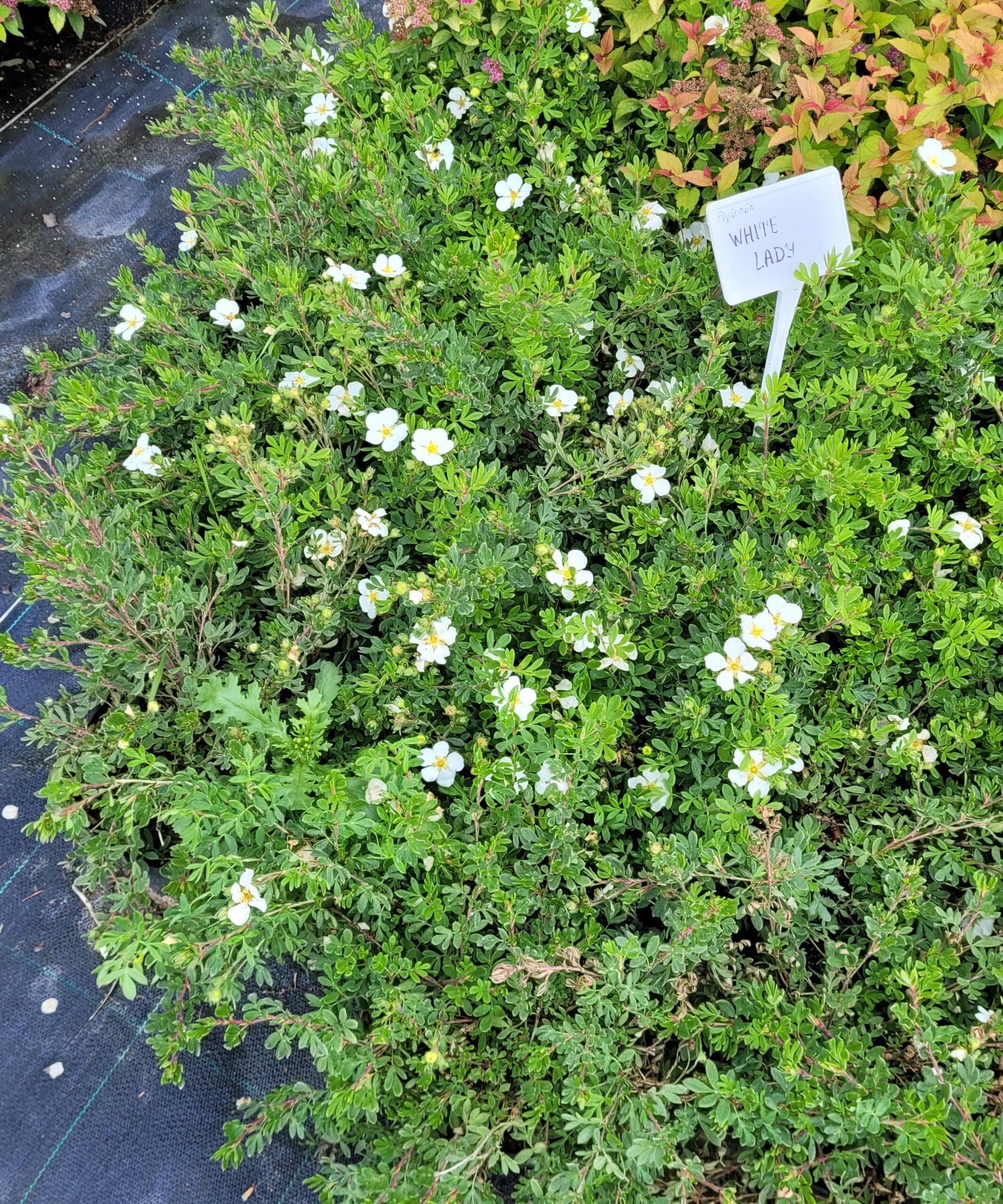 Pięciornik krzewiasty WHITE LADY - 6