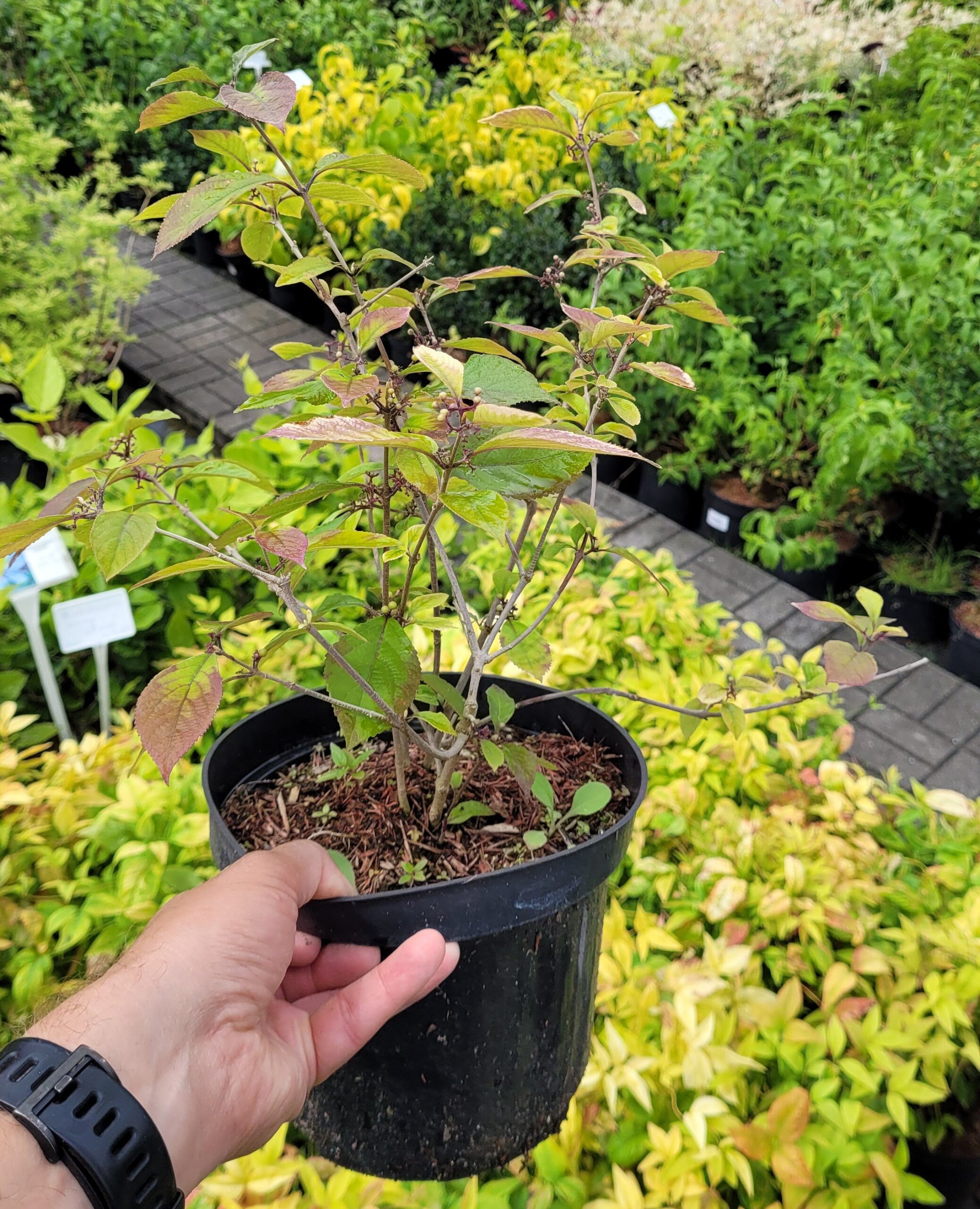 Pięknotka Bodiniera PROFUSION - 7