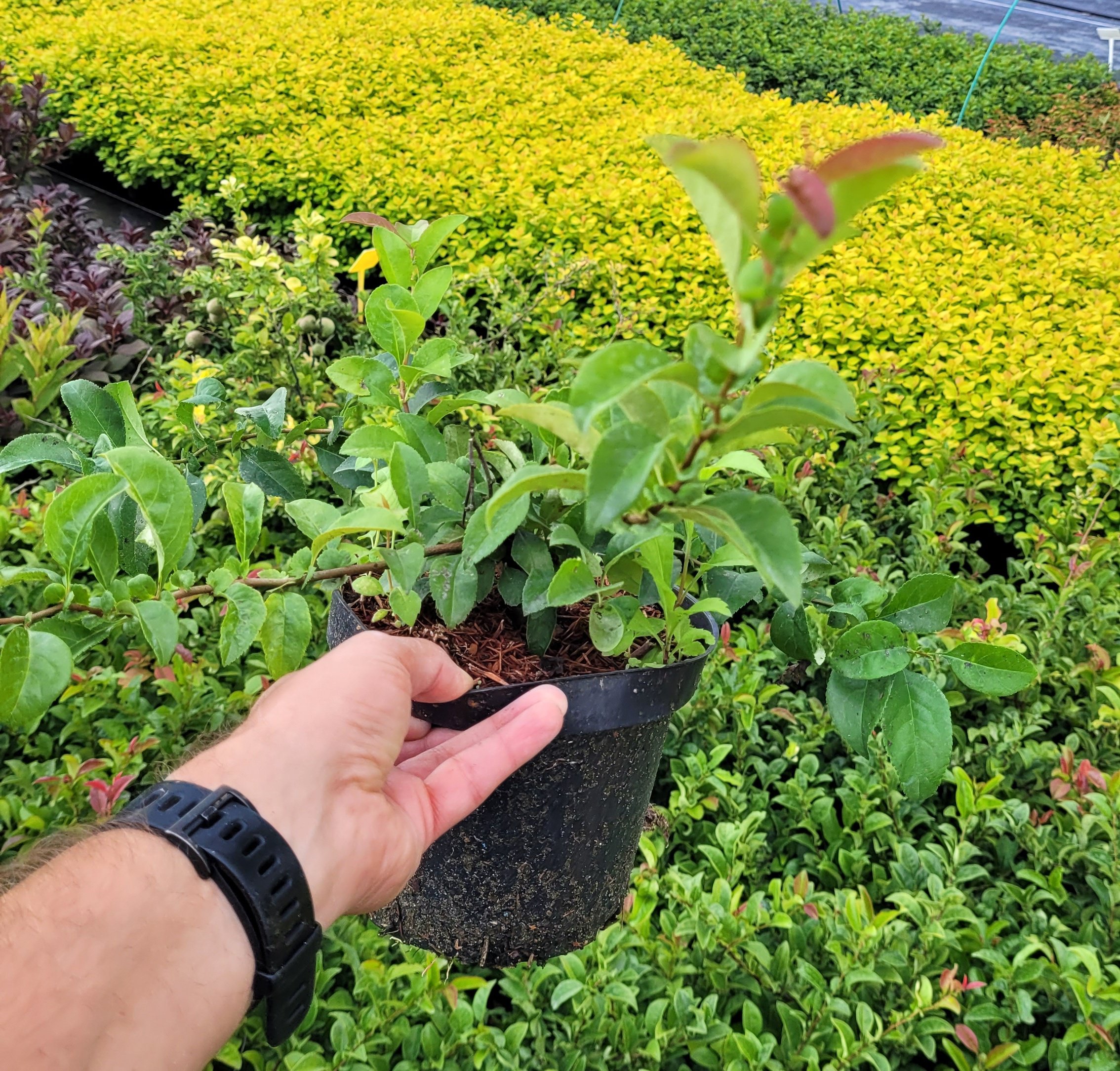 Pigwowiec japoński TEXAS SCARLET - 4