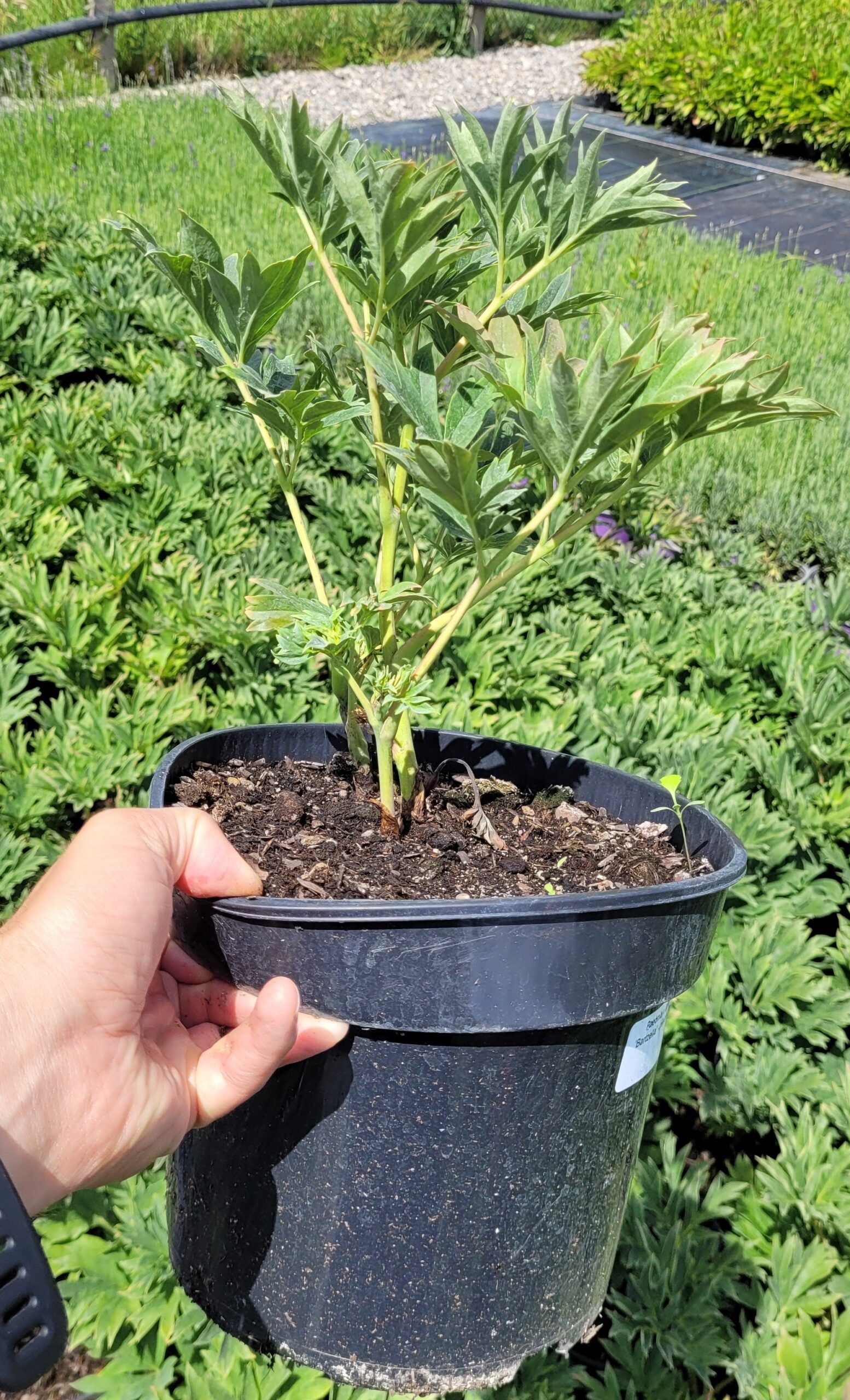 PIWONIA ITOH BARTZELLA - 2