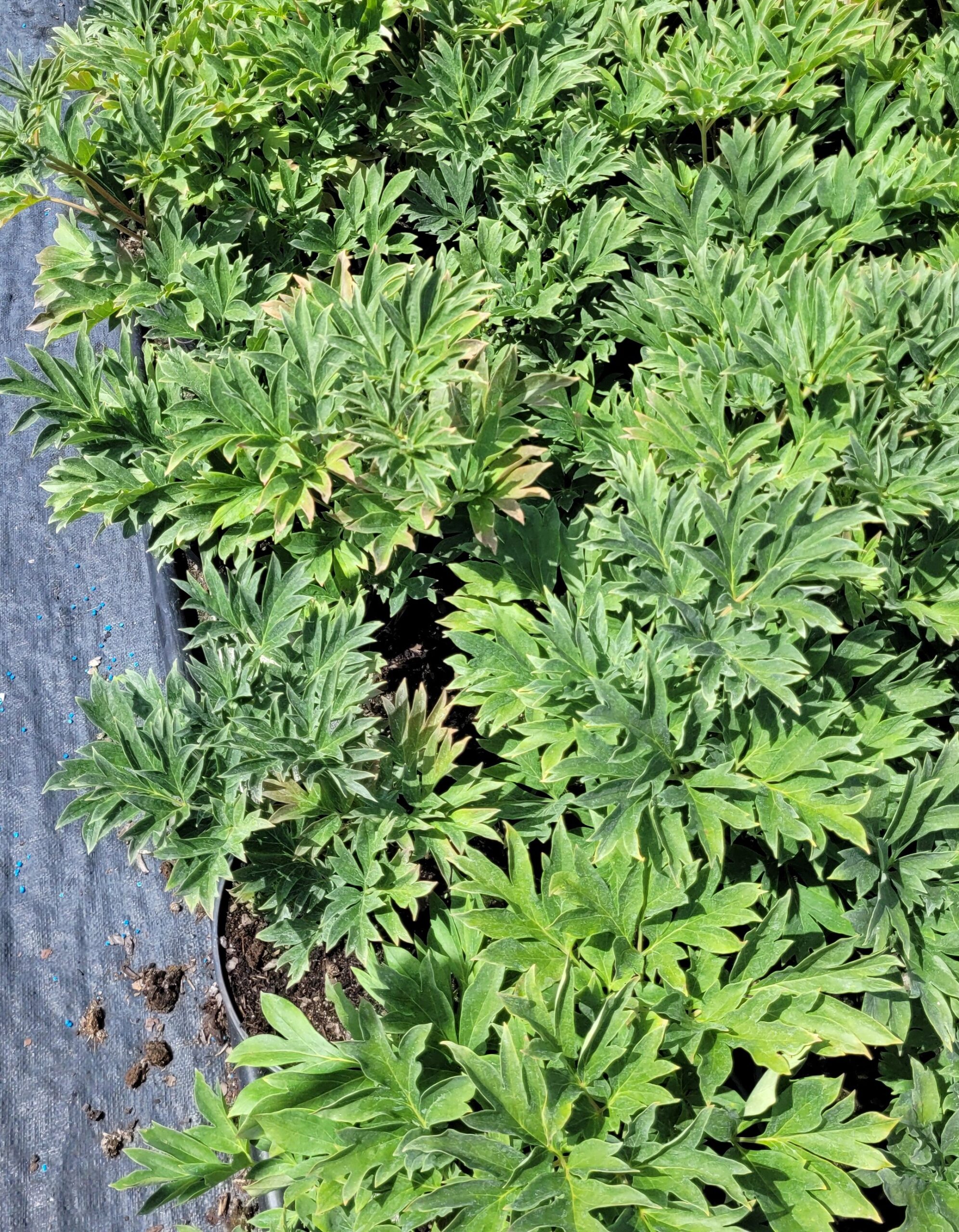 PIWONIA ITOH BARTZELLA - 3