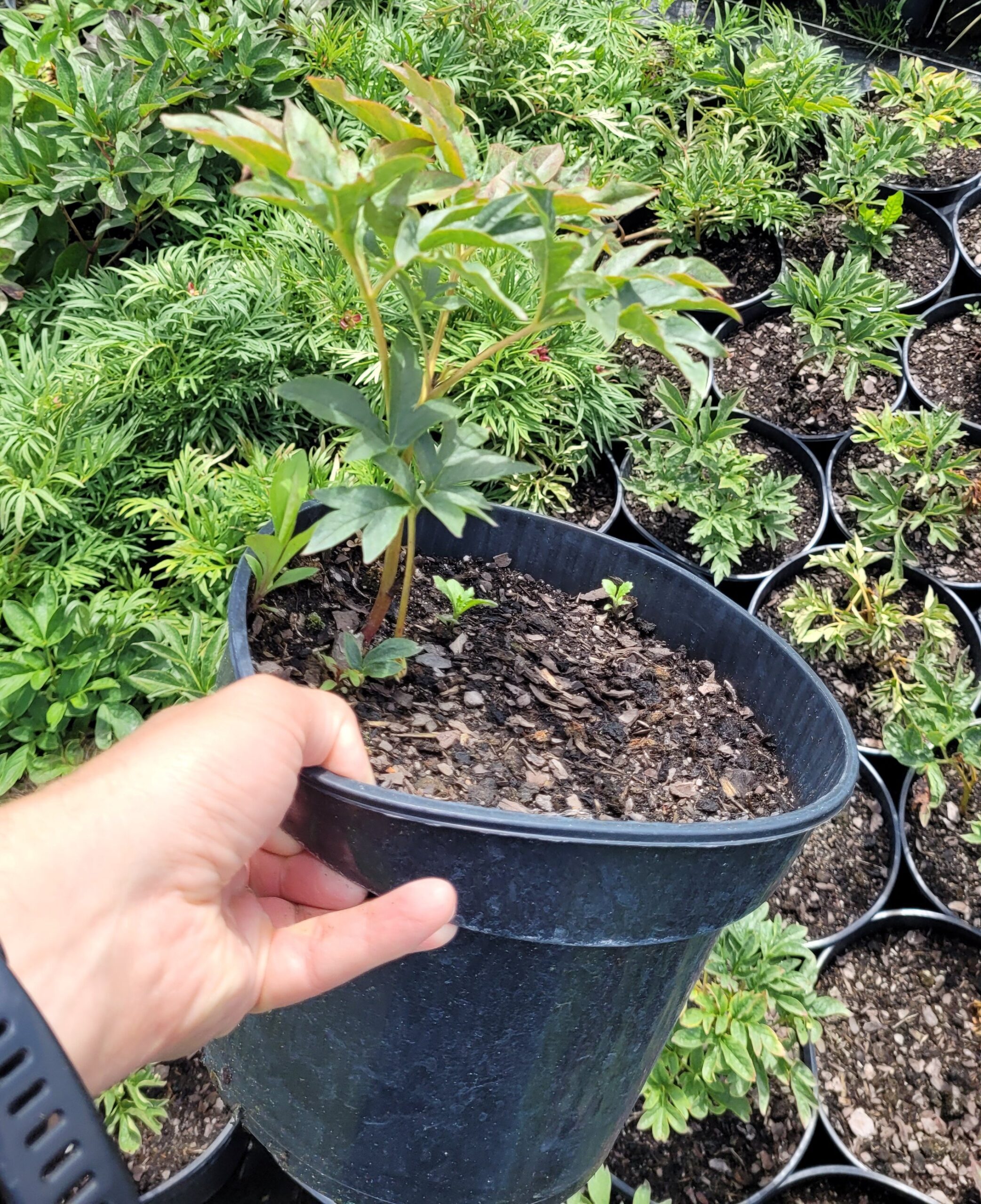 PIWONIA CORAL SUNSET - 2