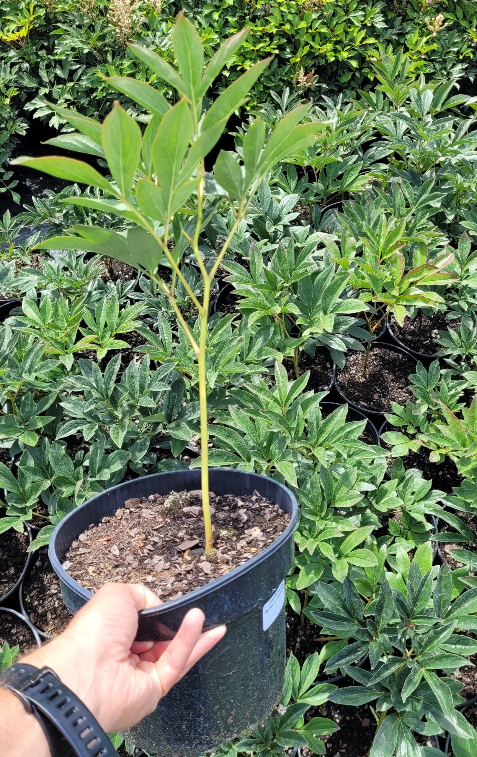 PIWONIA SARAH BERNHARDT - 2