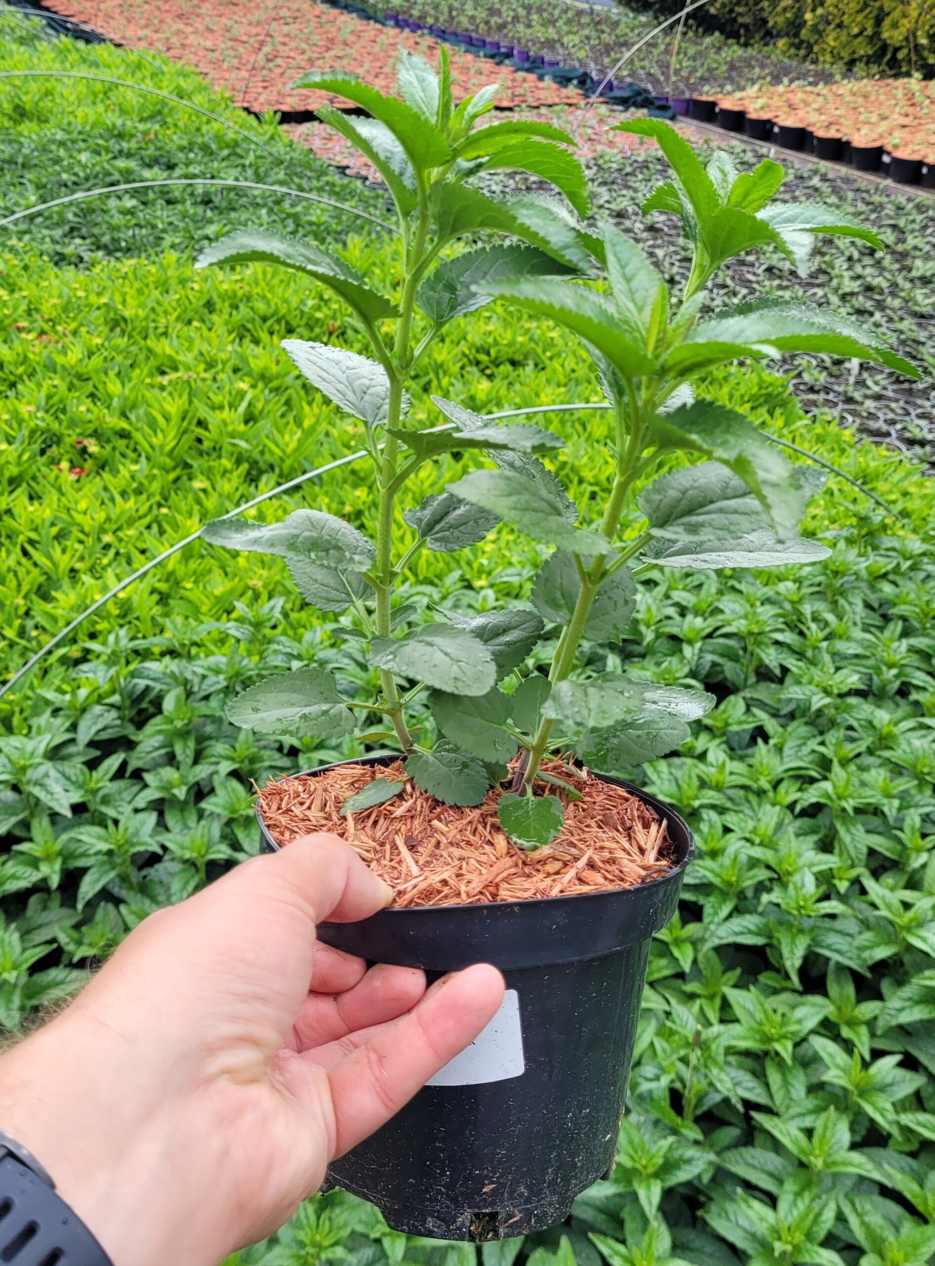 Przetacznik długolistny FIRST LOVE - 5