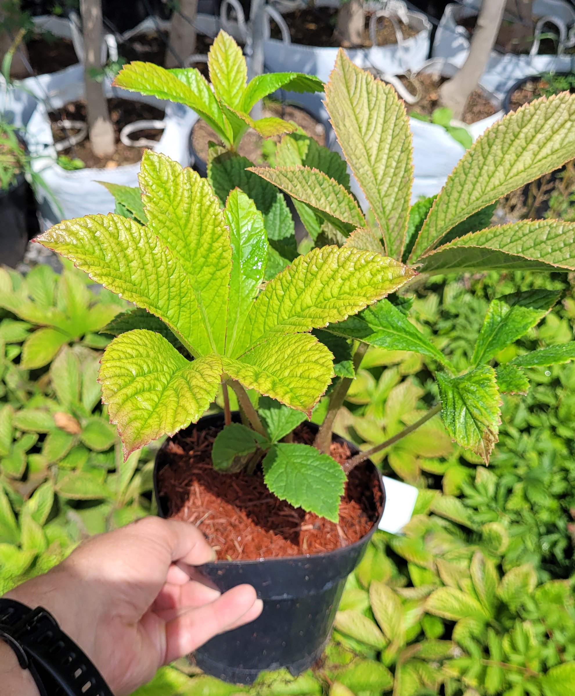 Rodgersja pierzasta CHOCOLATE WINGS - 4