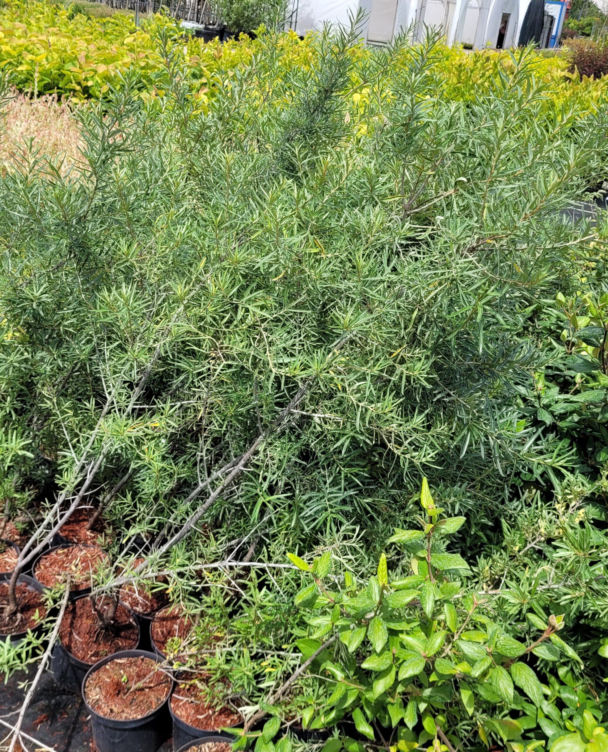 Rokitnik pospolity HERGO - 5