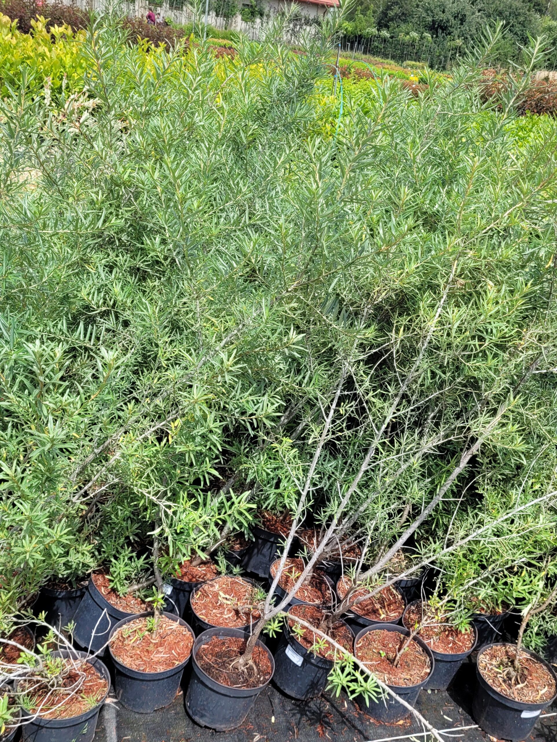 Rokitnik pospolity HERGO - 4