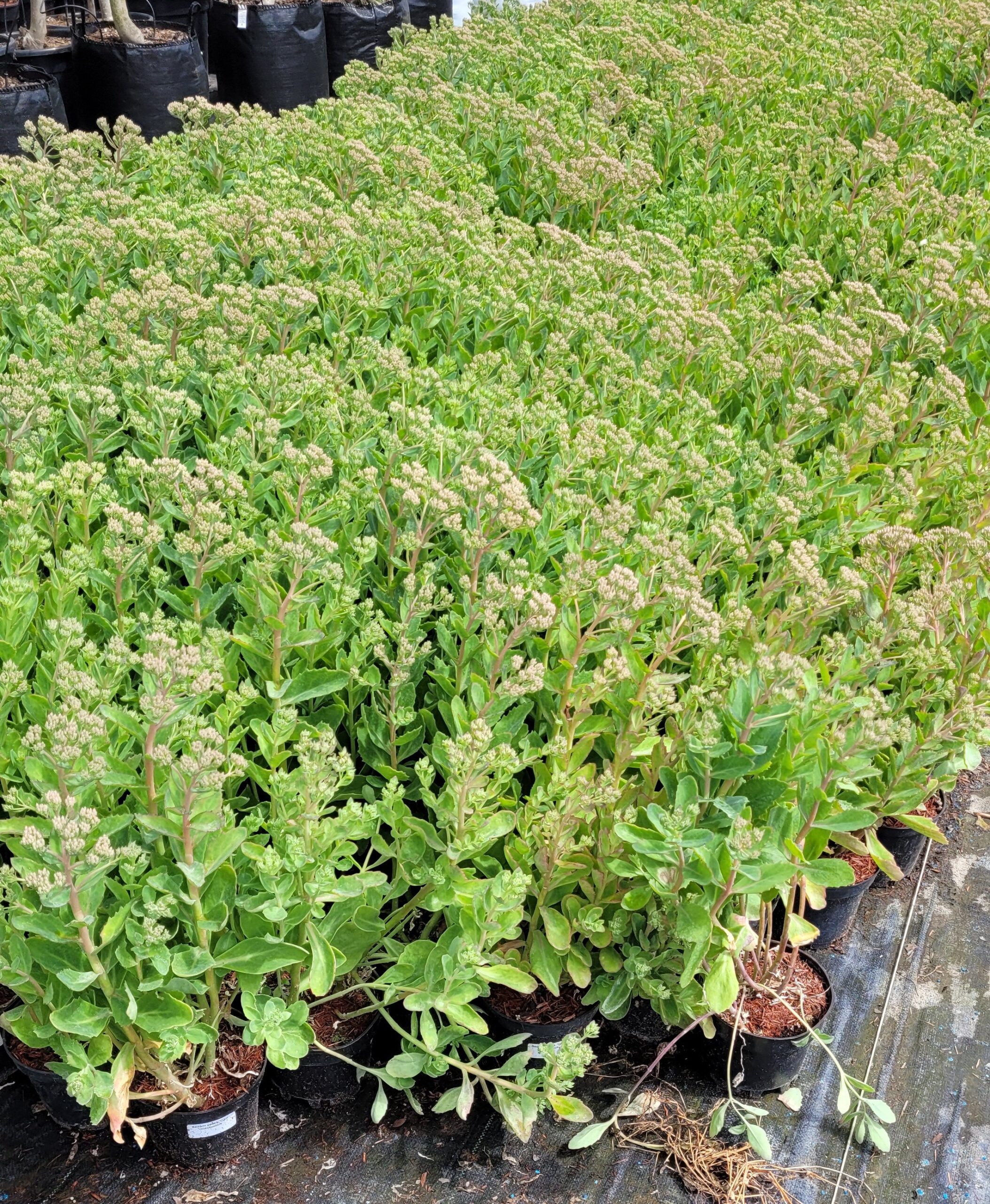 ROZCHODNIK okazały CARL - 5