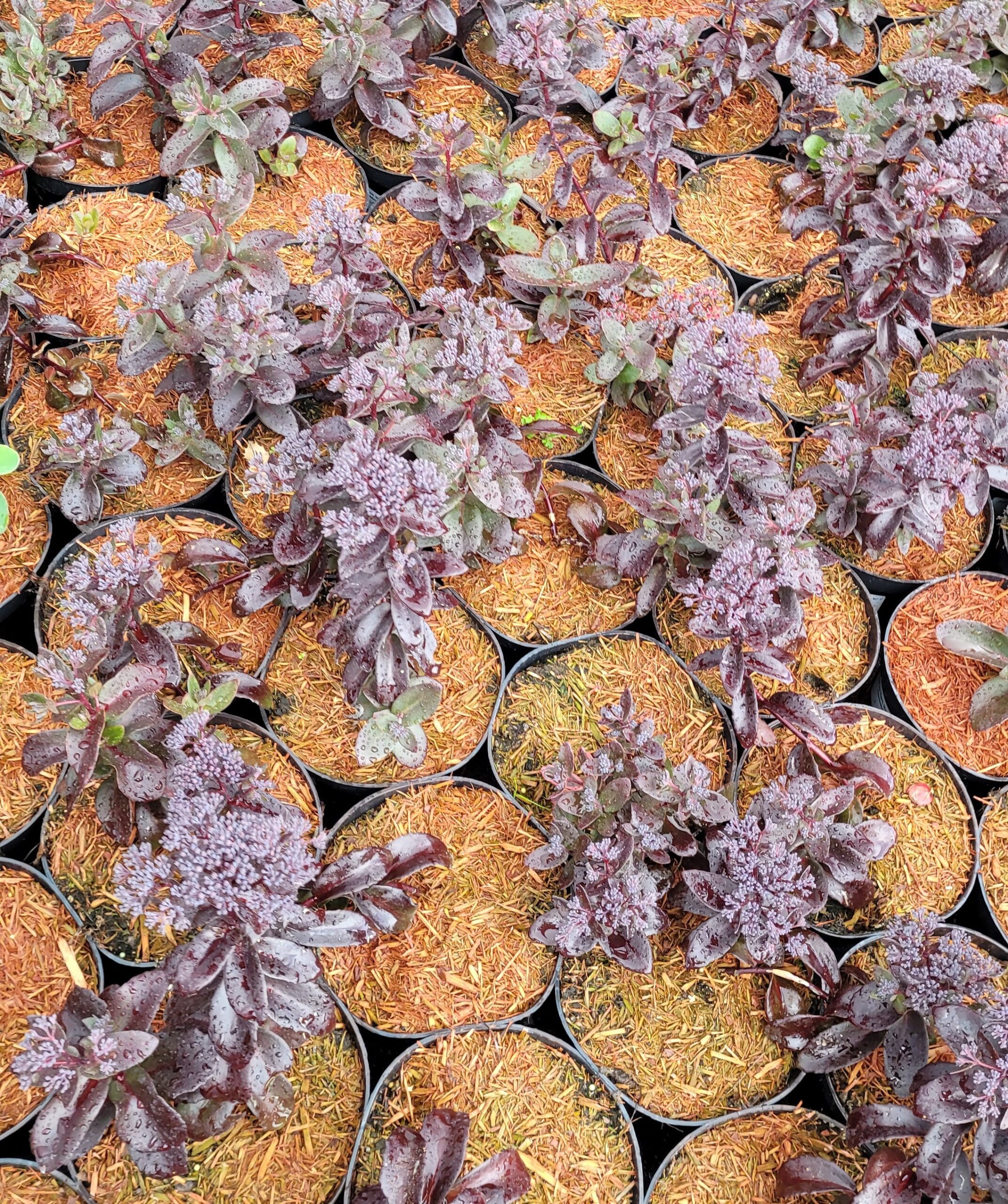 Rozchodnik karpacki DARK MAGIC - 6