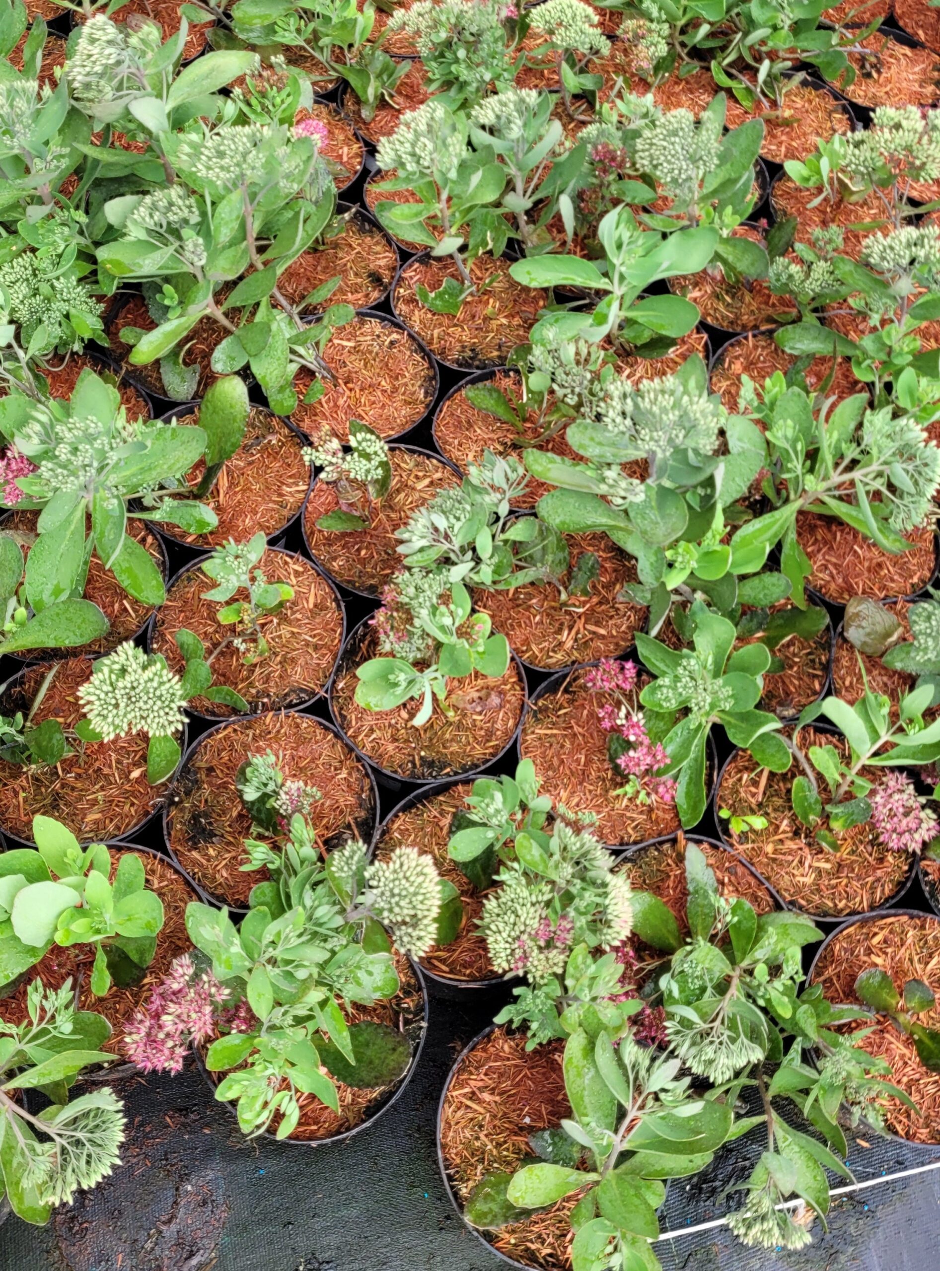 Rozchodnik okazały MR GOODBUD - 6