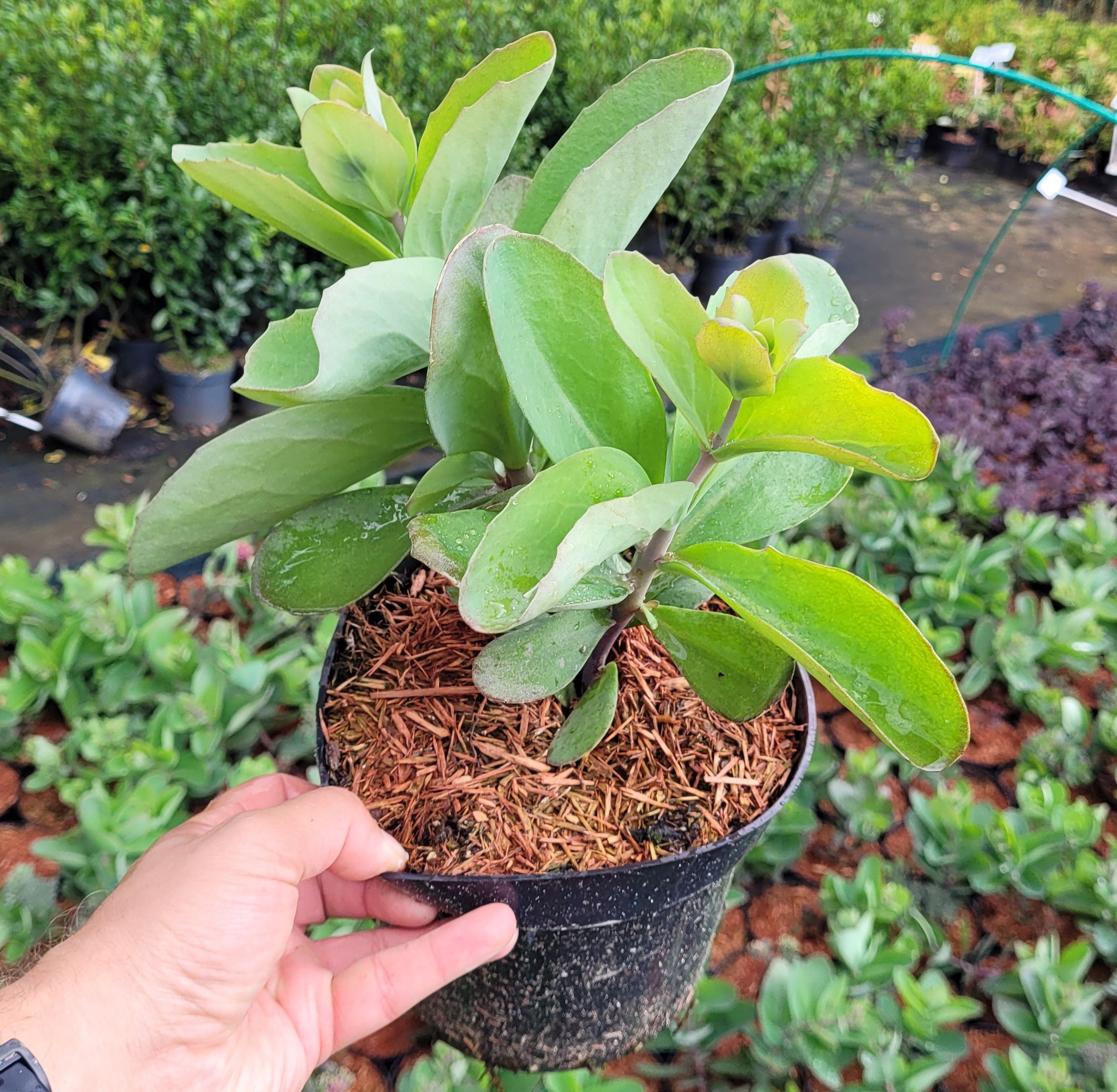 Rozchodnik THUNDERHEAD - 5