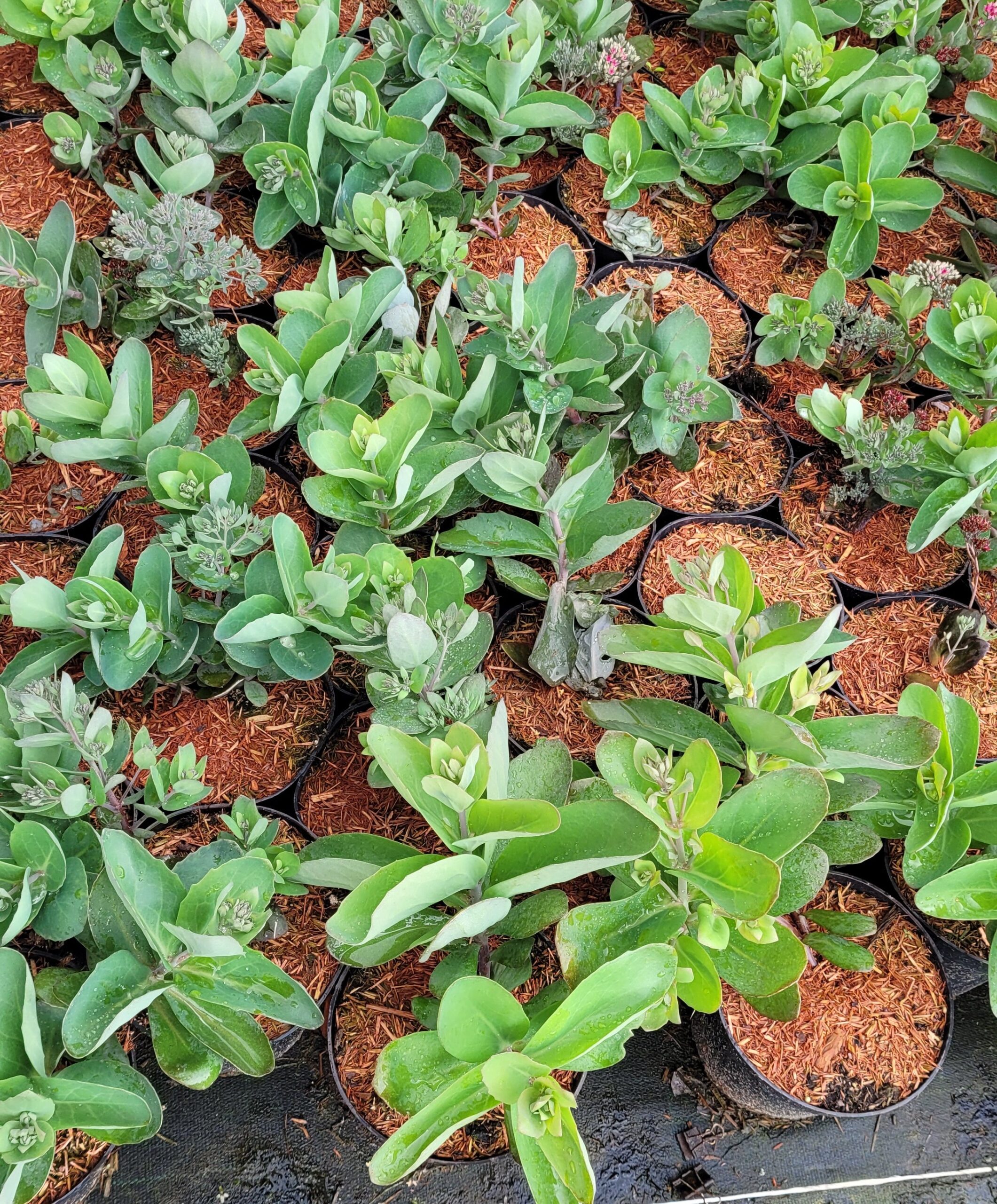 Rozchodnik THUNDERHEAD - 6