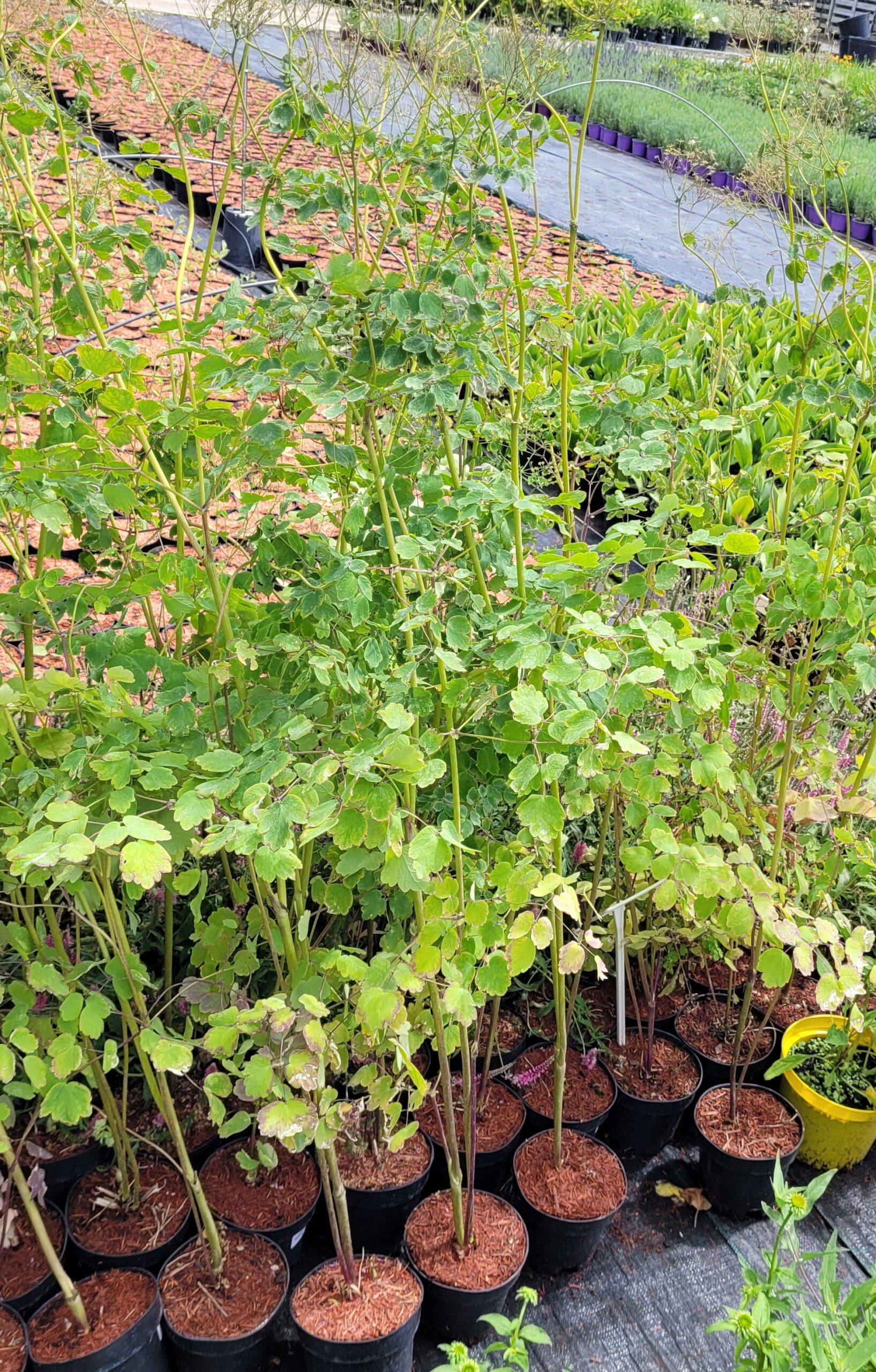 Rutewka orlikolistna WHITE CLOUDS - 5