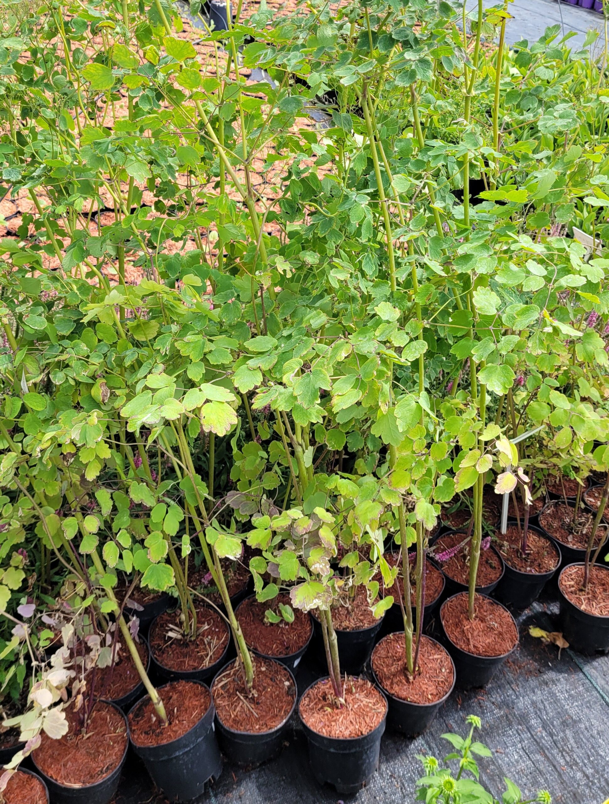 Rutewka orlikolistna WHITE CLOUDS - 4