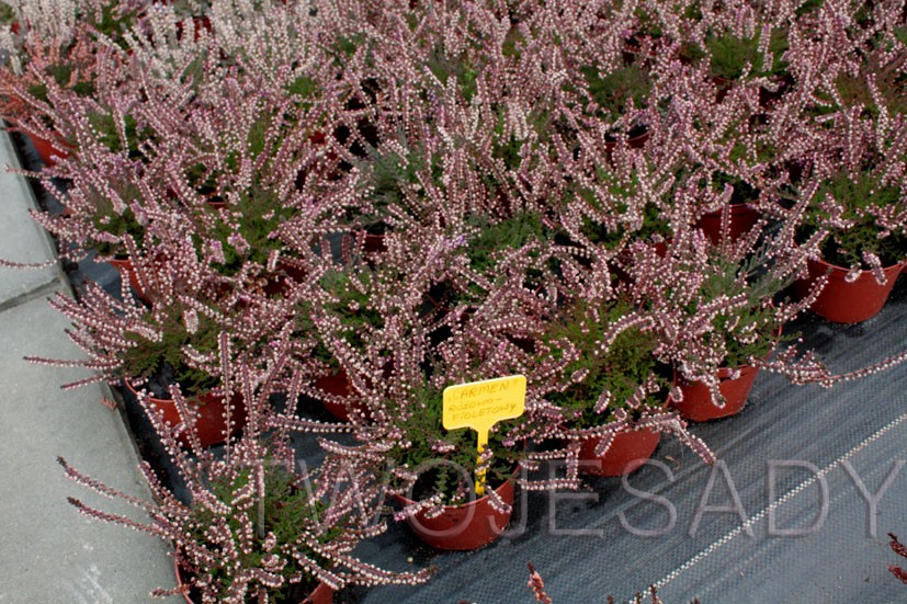 Wrzos POSPOLITY CARMEN 10cm - 1