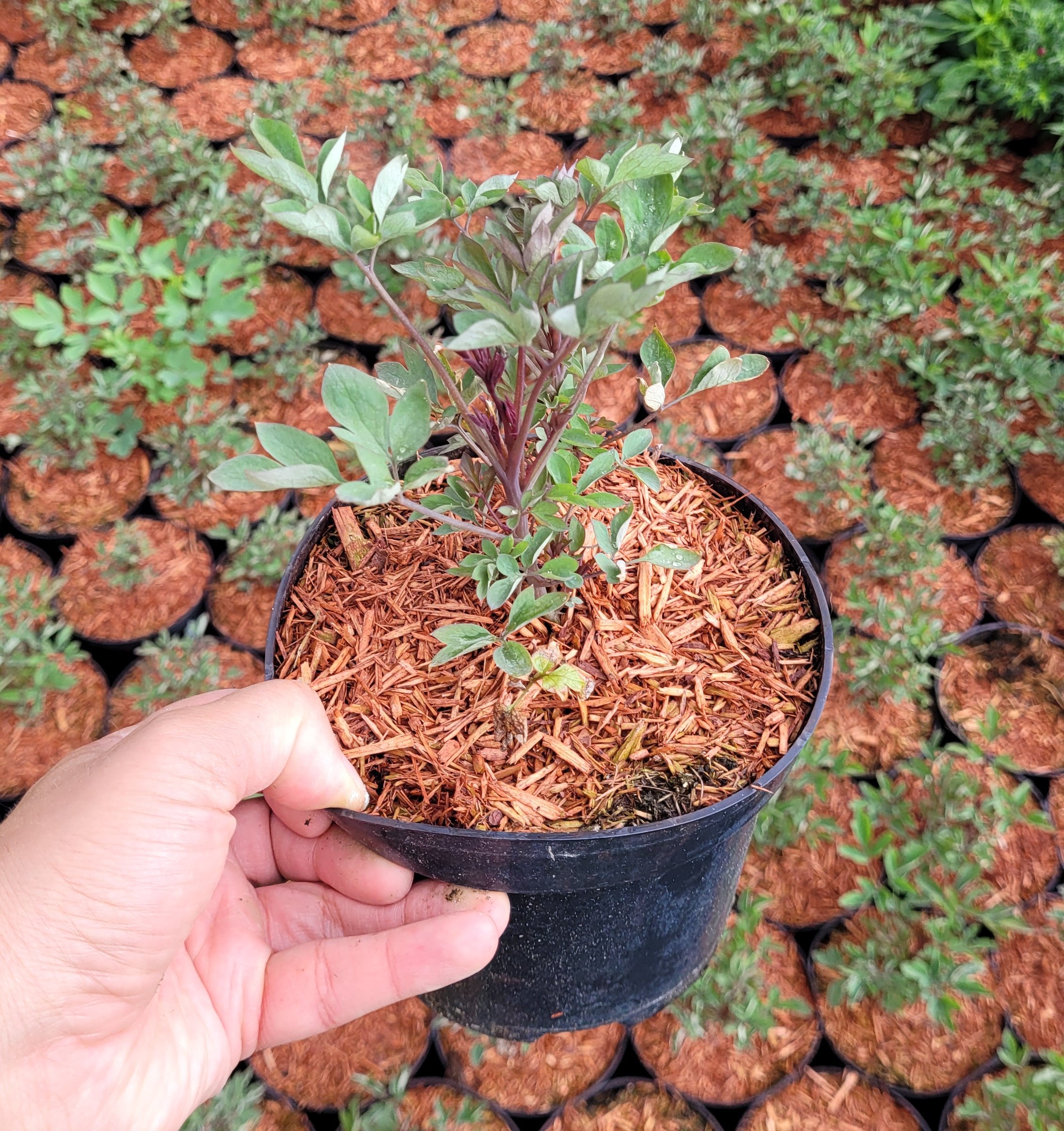 Serduszka okazała VALENTINE - 5