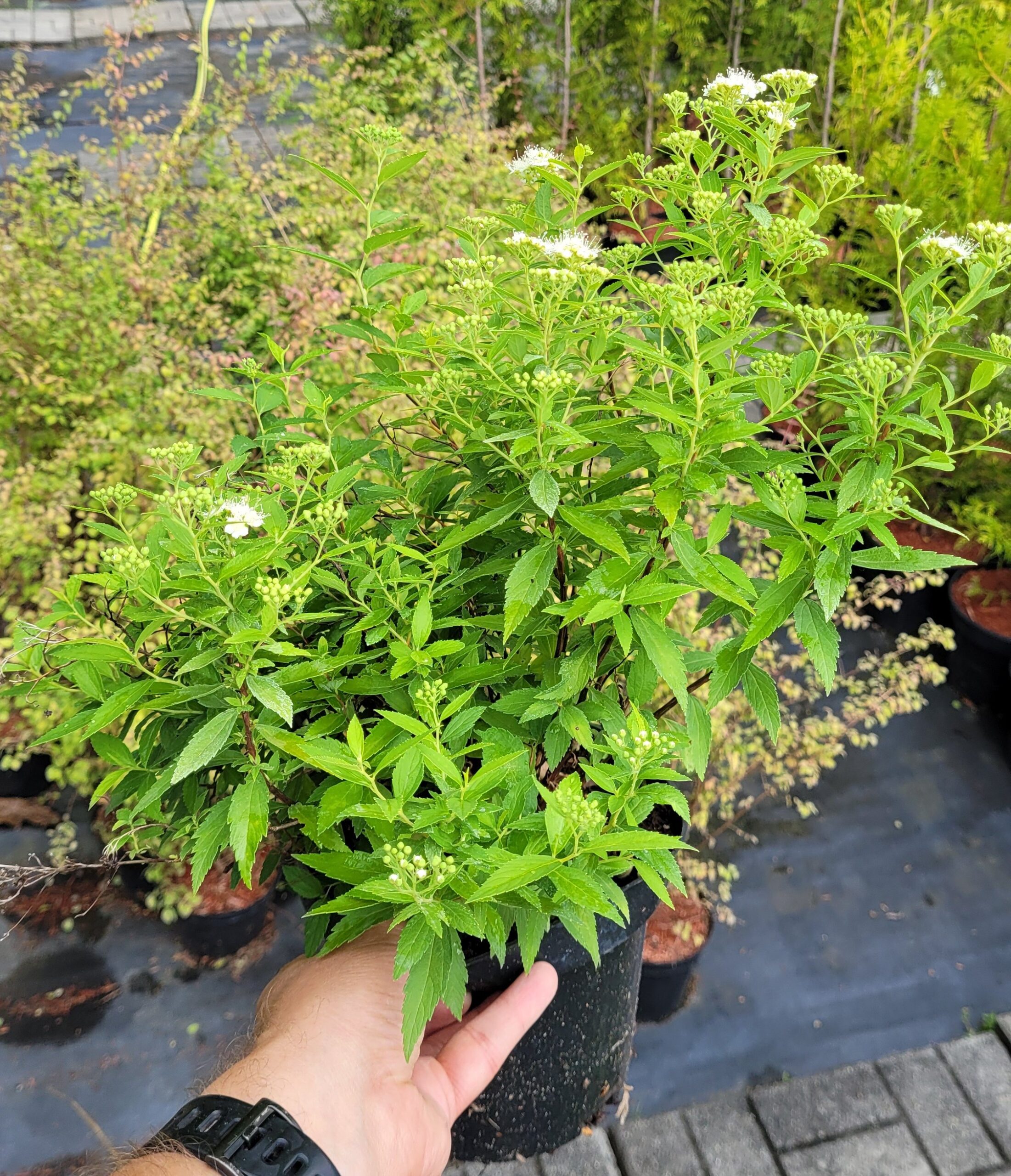 Tawuła japońska ALBIFLORA - 4