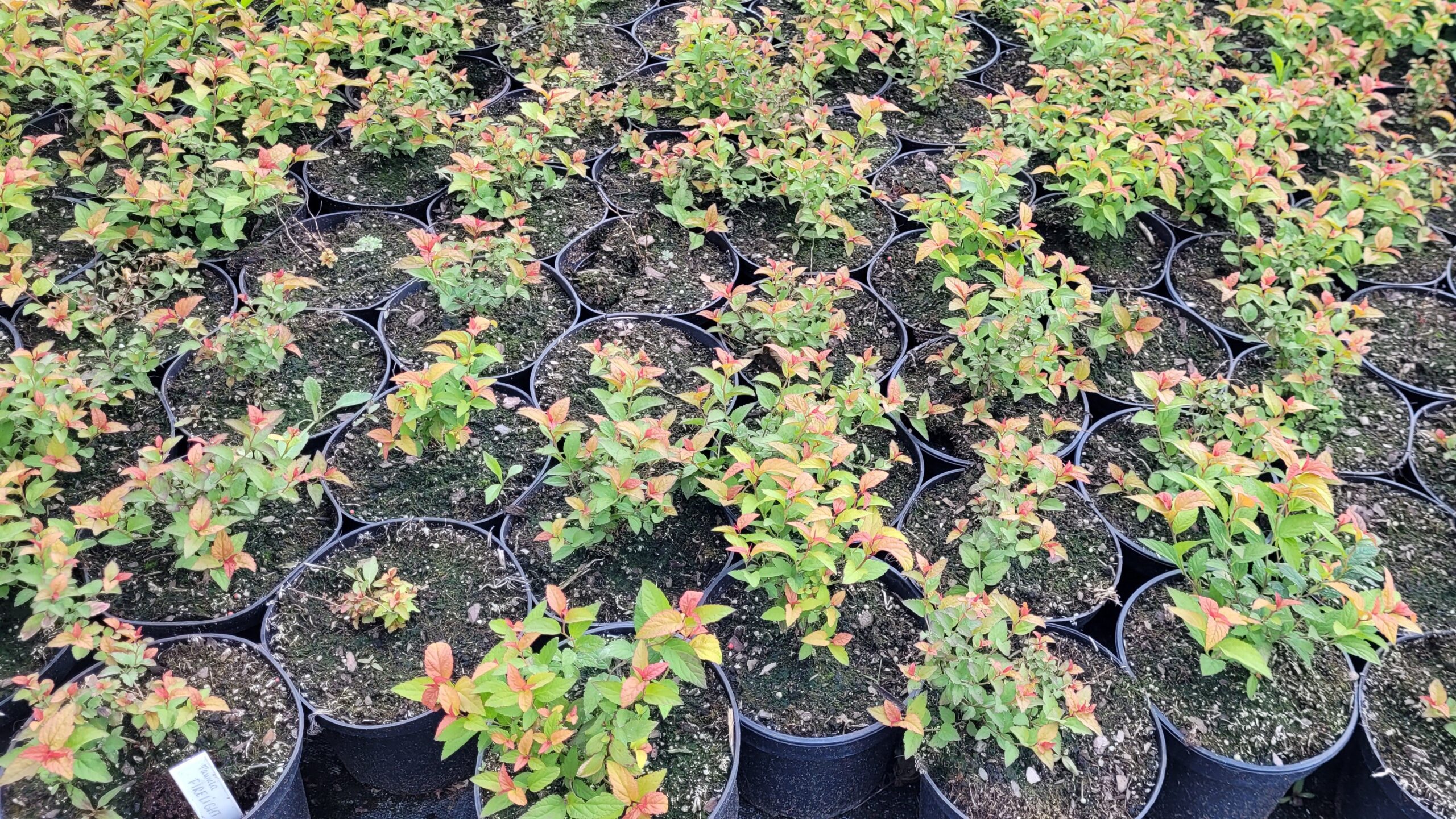 Tawuła japońska FIRELIGHT - 5