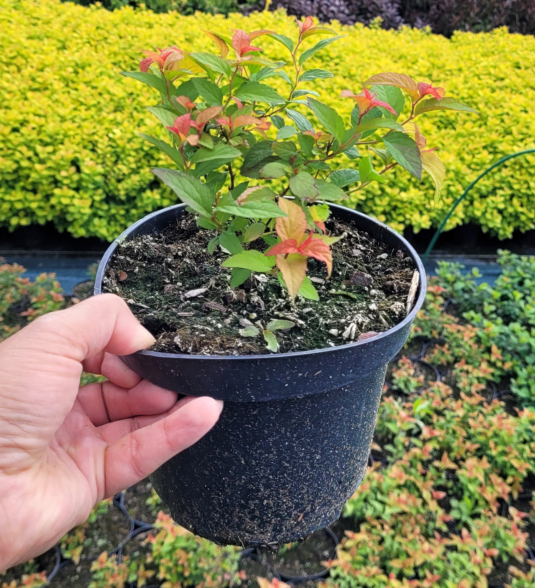 Tawuła japońska FIRELIGHT - 6