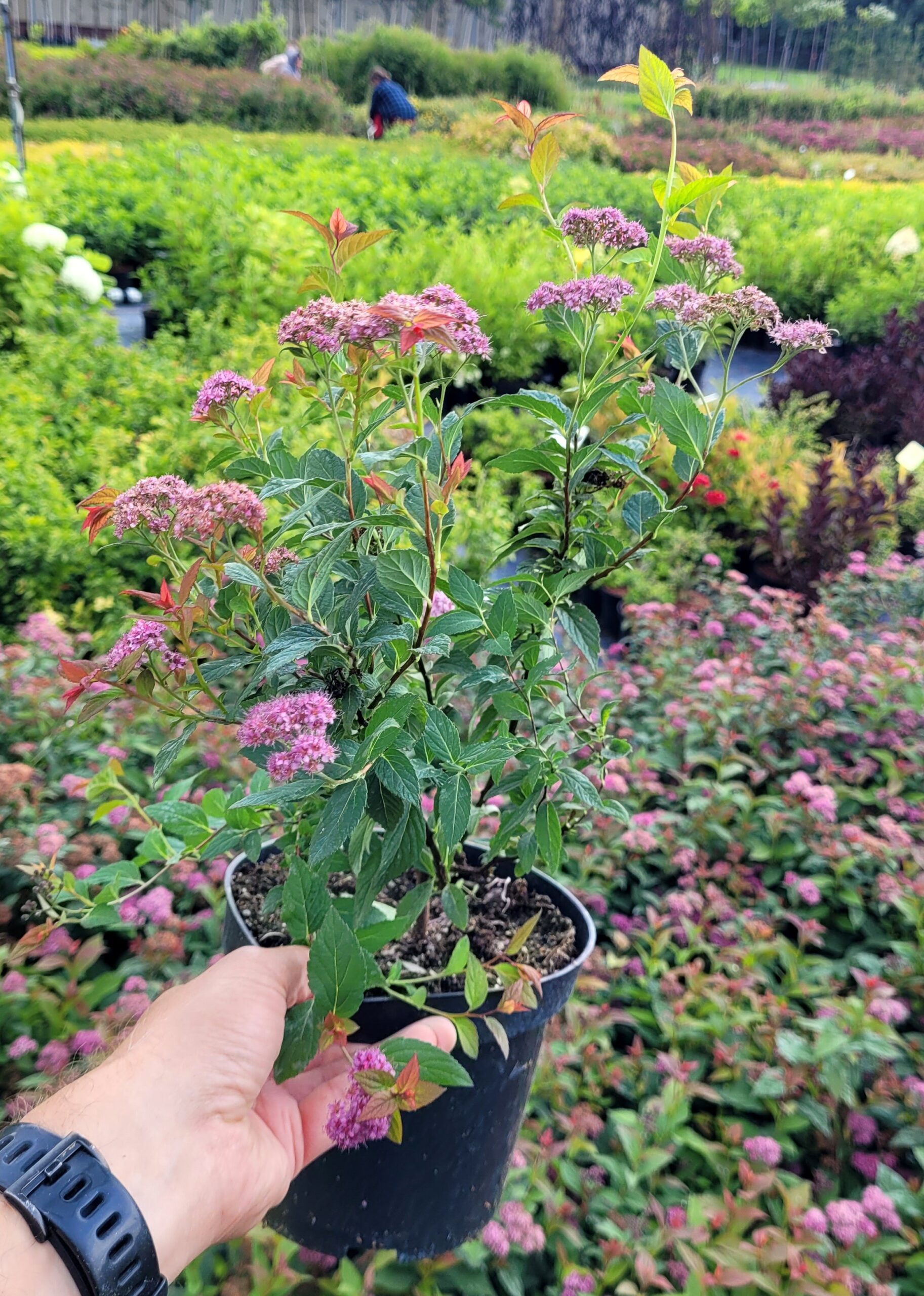 TAWUŁA japońska FROEBELII - 4