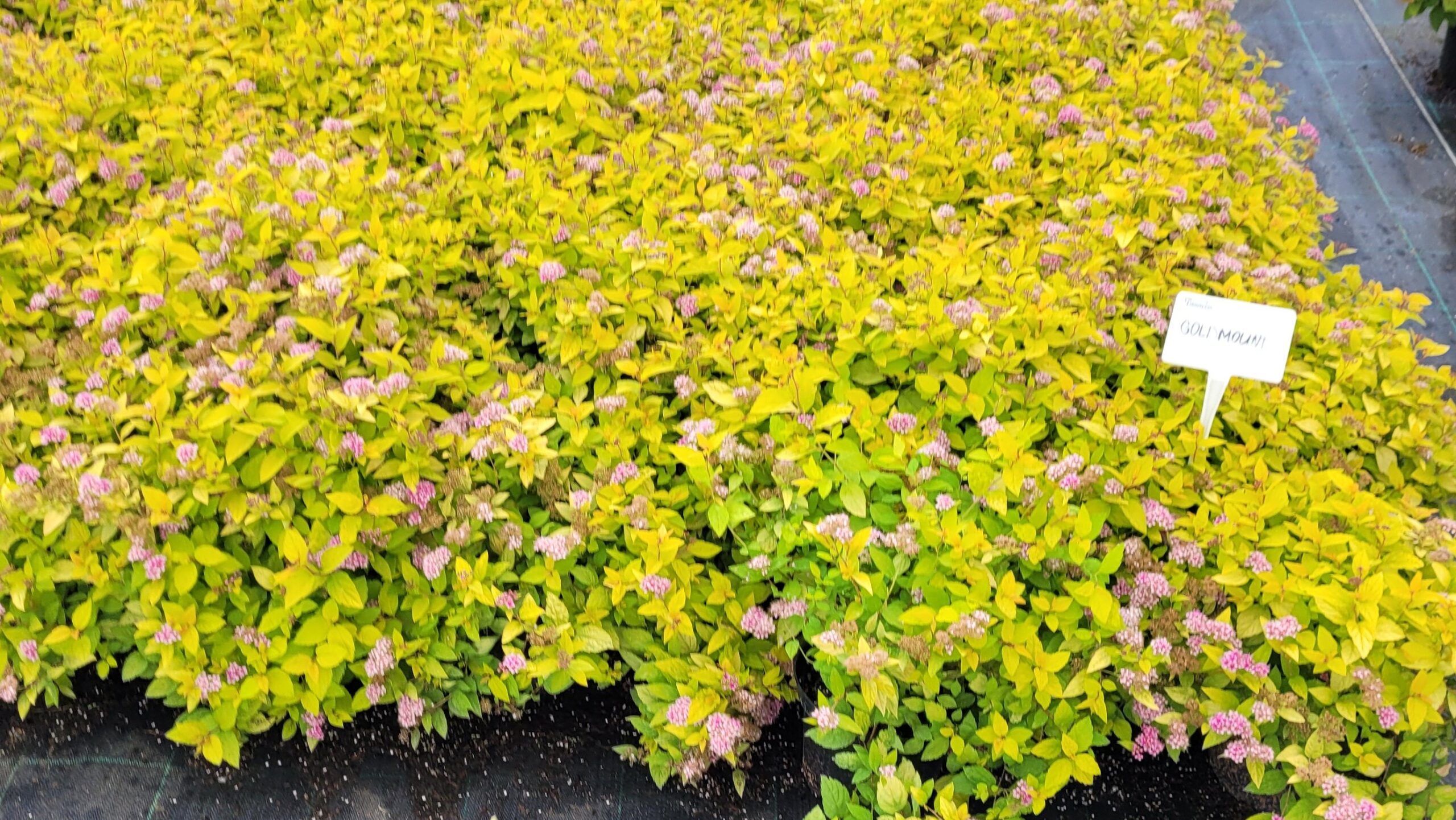 Tawuła japońska GOLDMOUND - 5