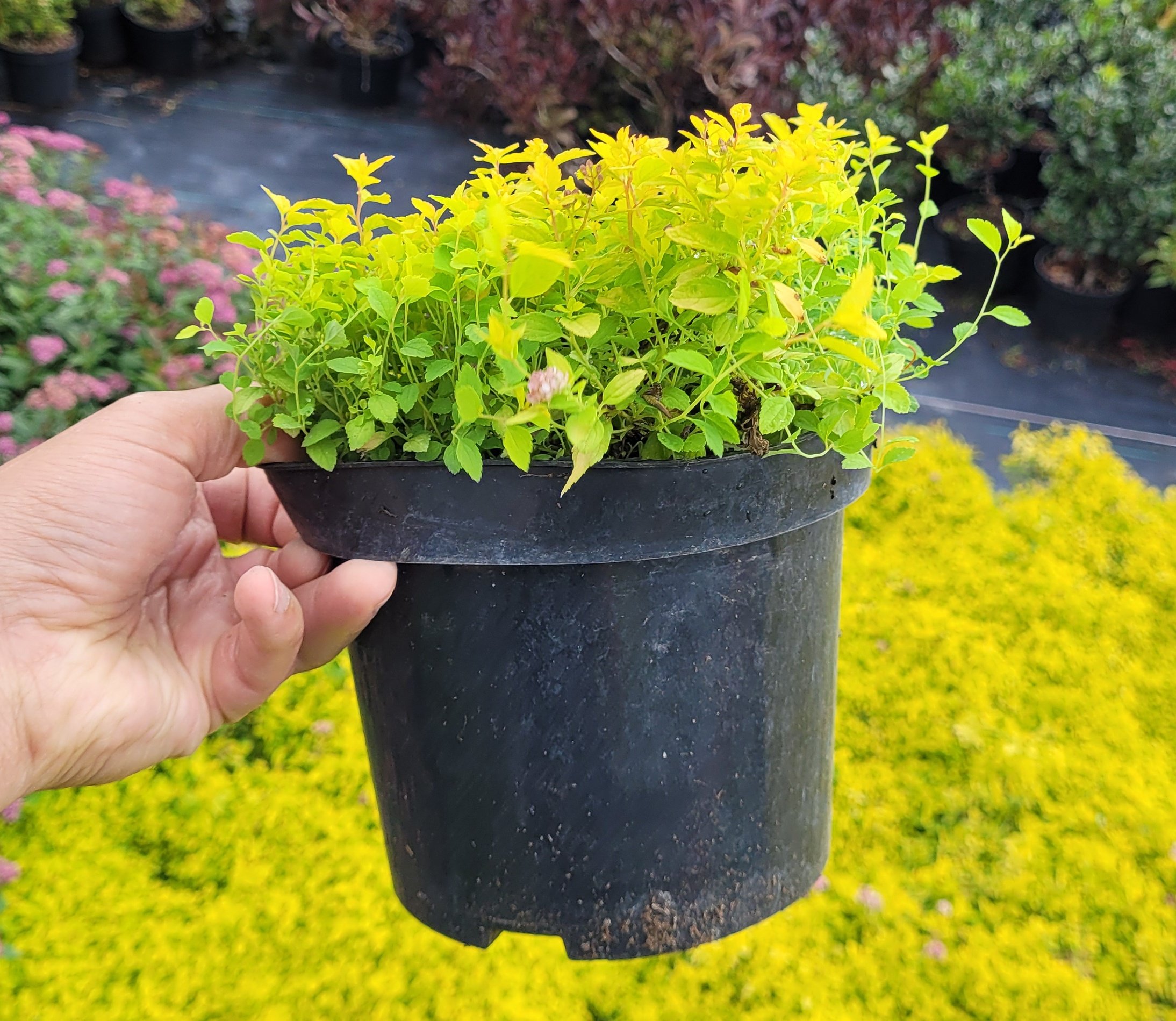 Tawuła japońska GOLDEN CARPET - 4