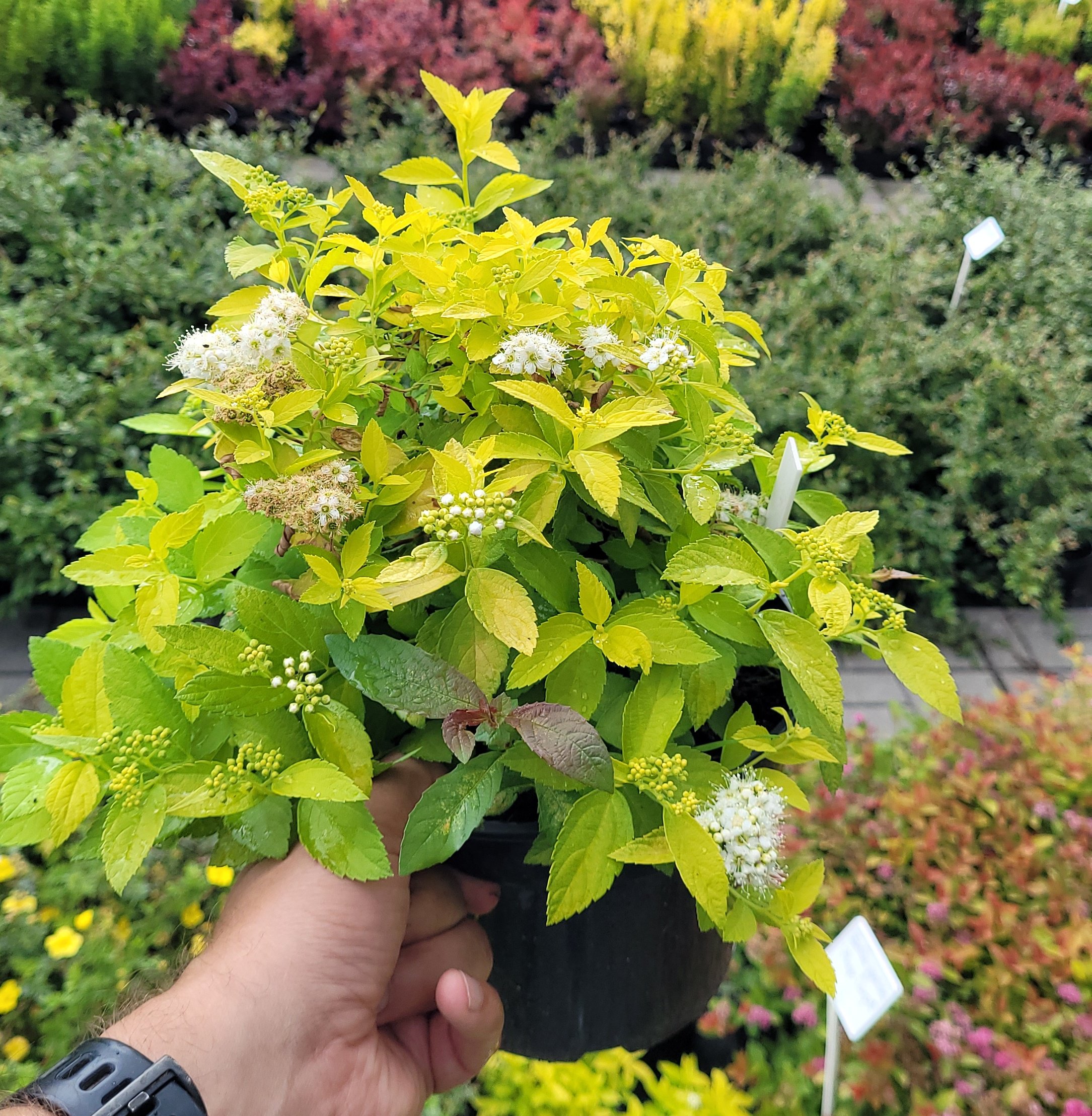 Tawuła japońska WHITE GOLD - 4