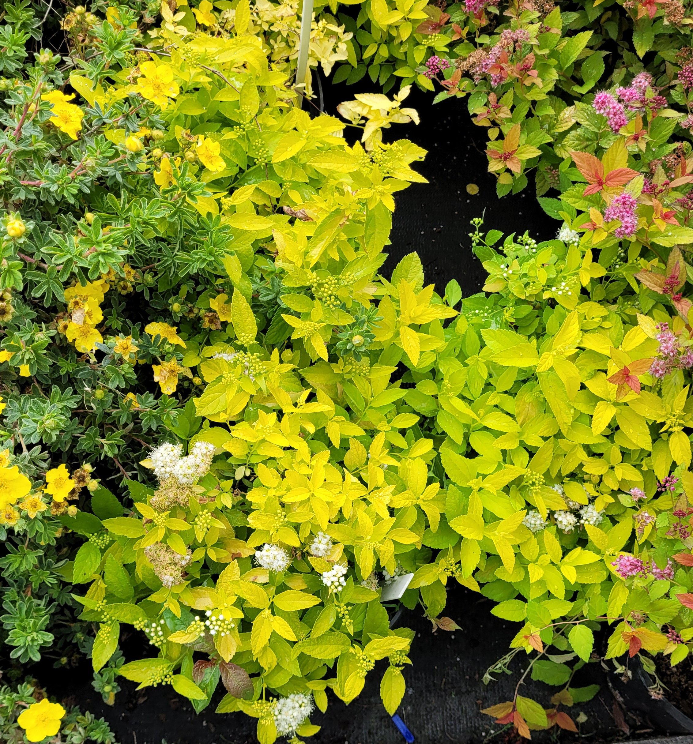 Tawuła japońska WHITE GOLD - 5