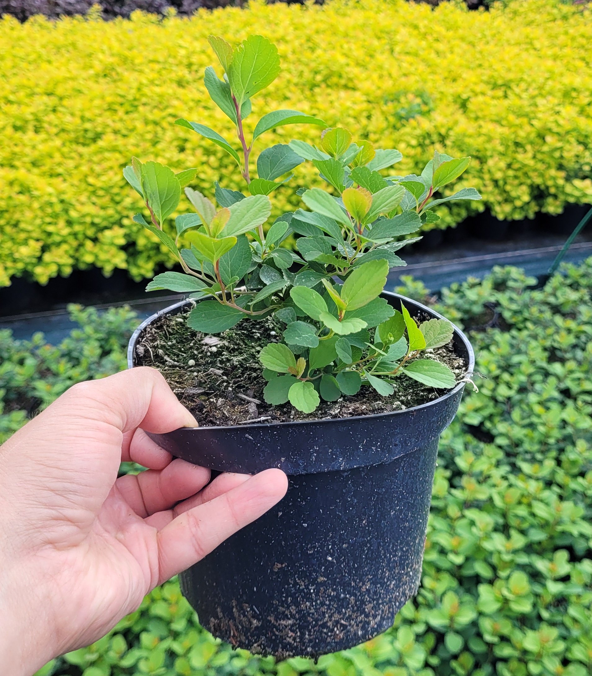 Tawuła brzozolistna TOR - 3