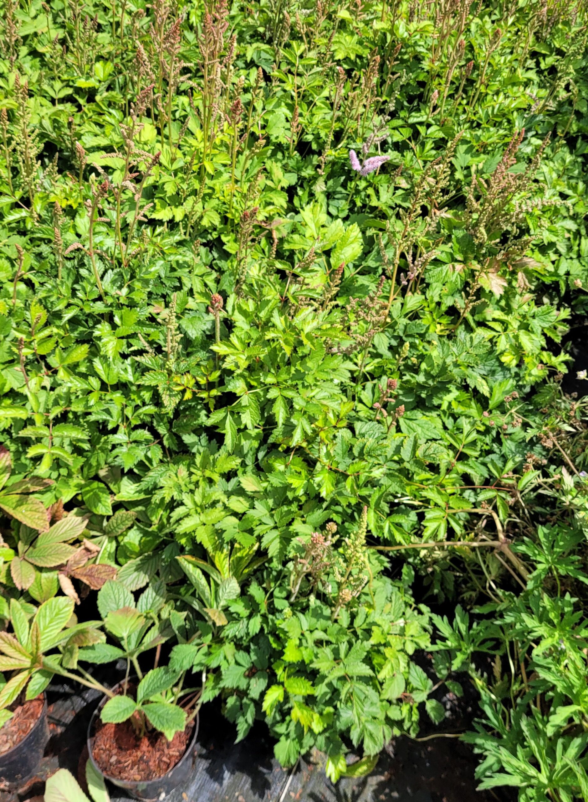 Tawułka chińska PUMILA - 6