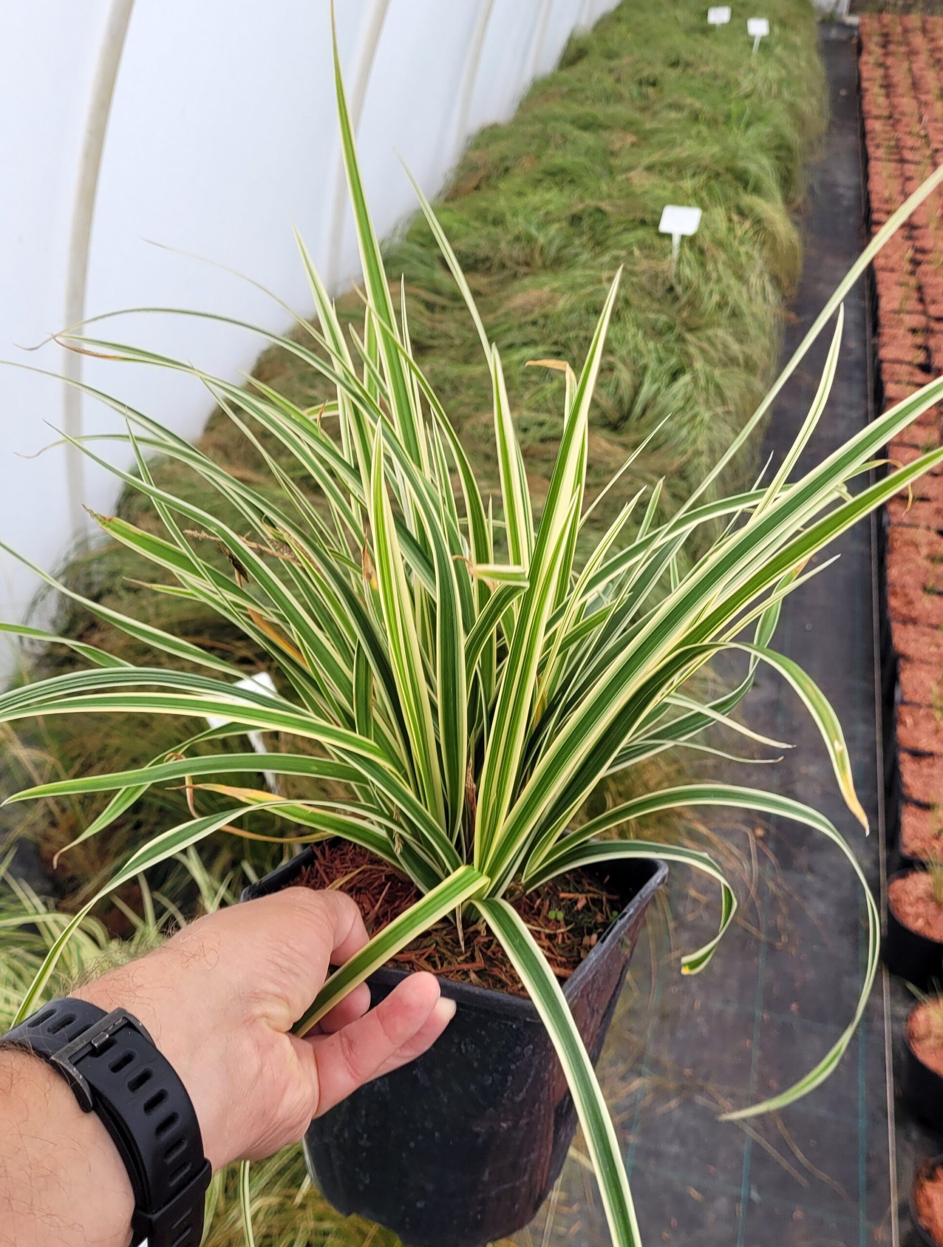 TRAWA TURZYCA JAPOŃSKA GOLDBAND - 5