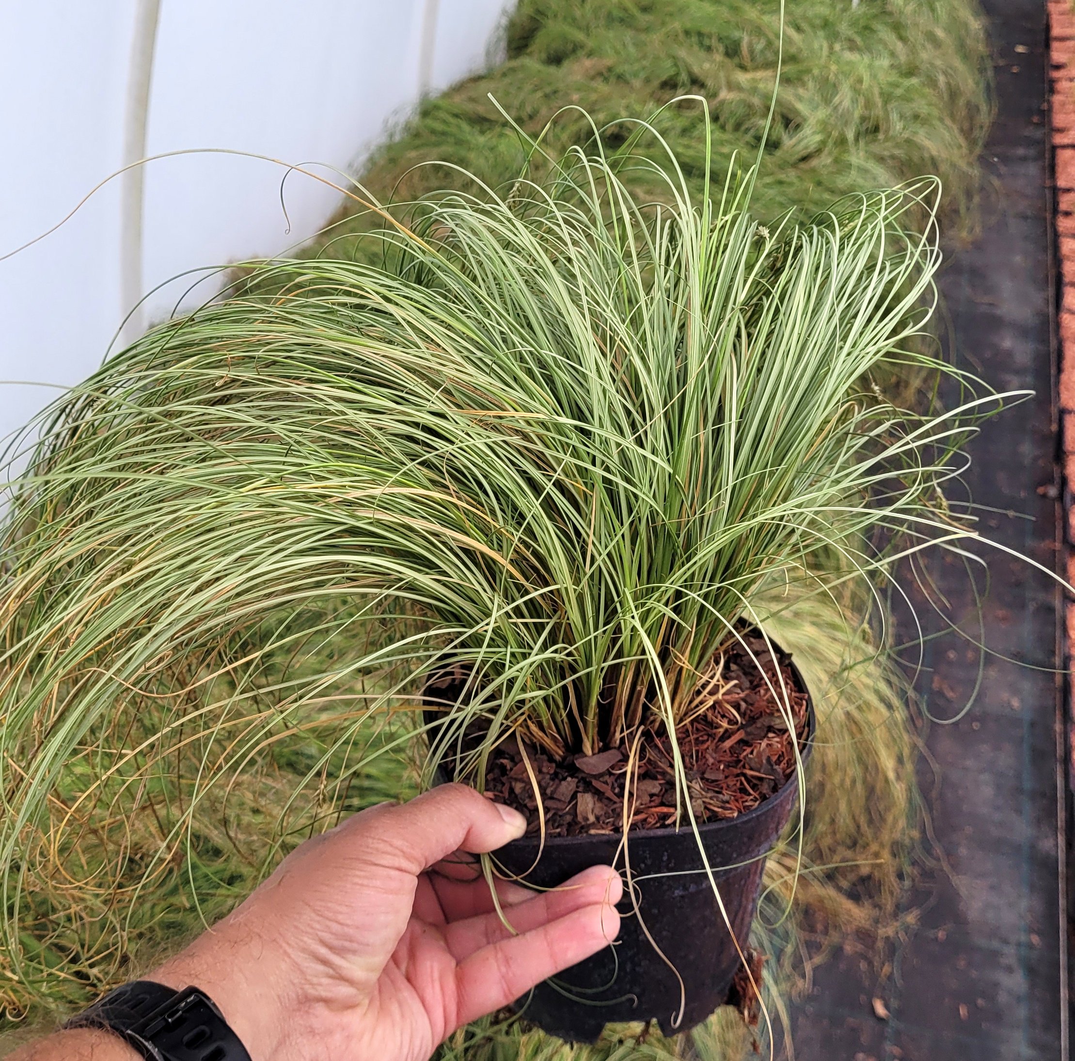 Turzyca włosista FROSTED CURLS - 4