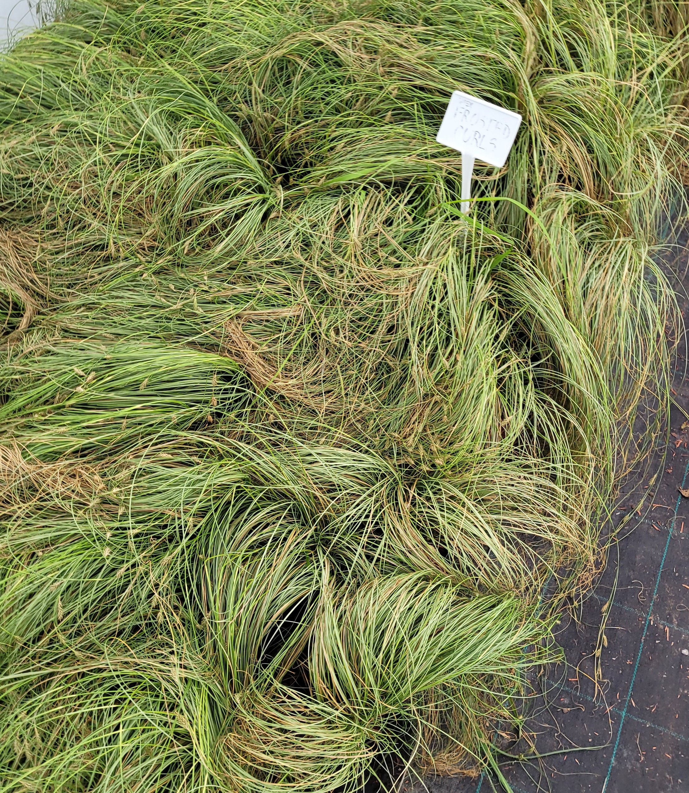 Turzyca włosista FROSTED CURLS - 5