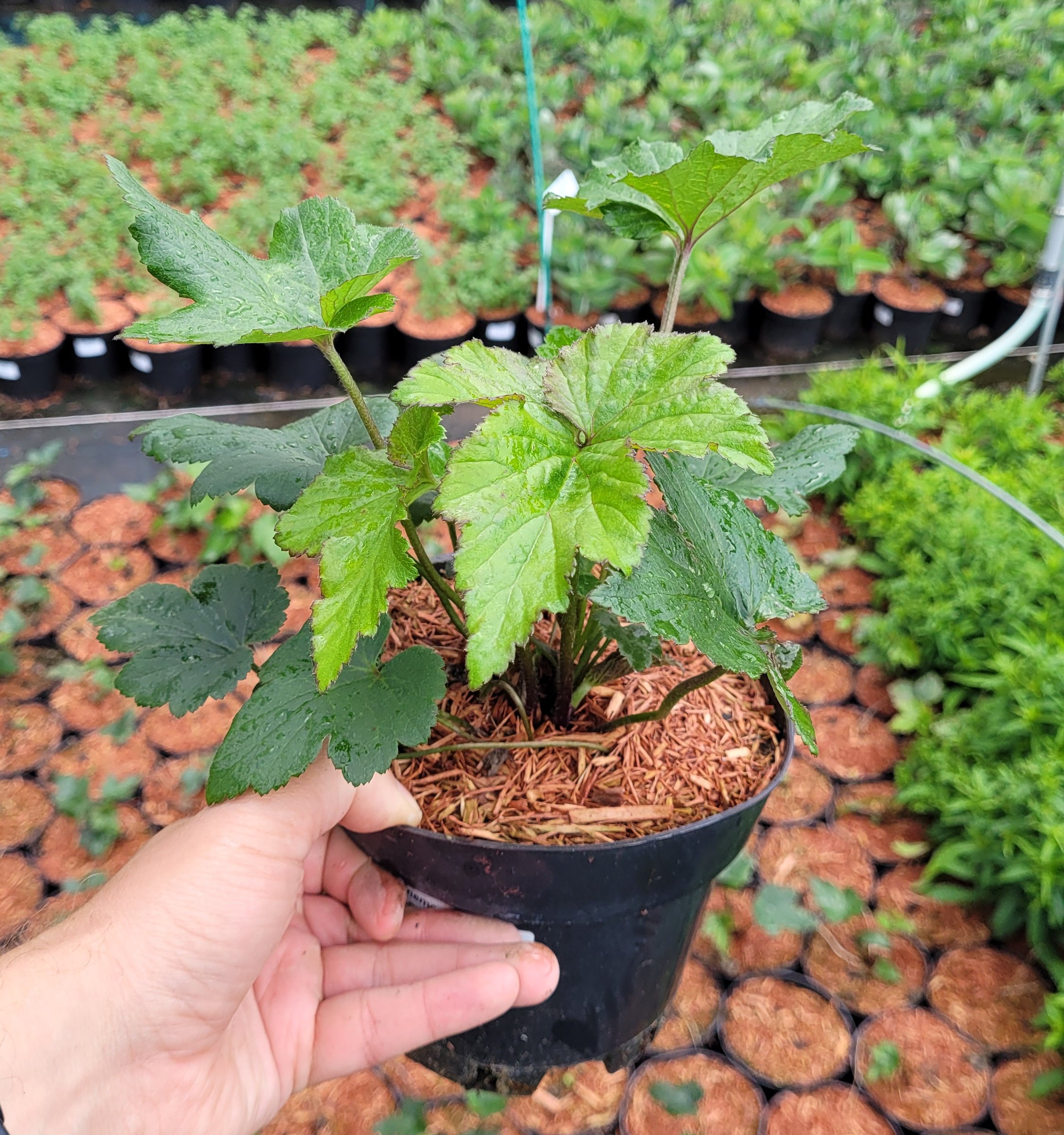 ZAWILEC JAPOŃSKI KONIGIN CHARLOTTE - 5