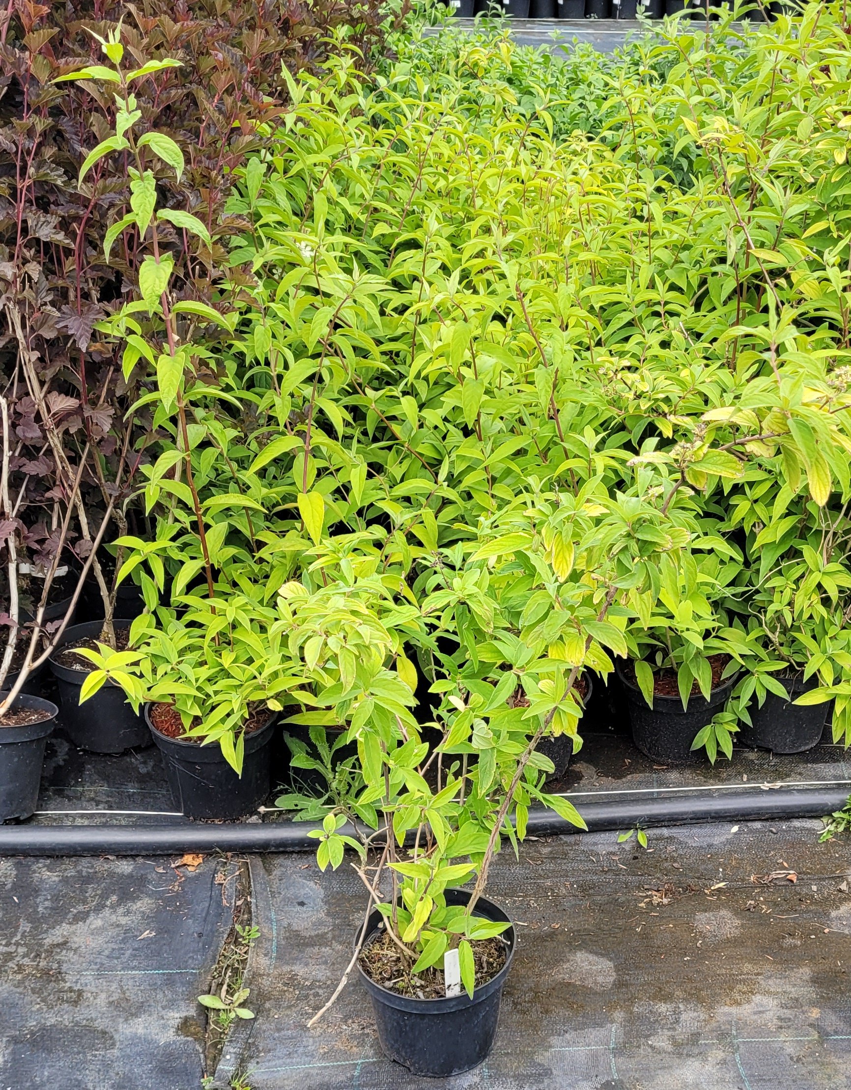 Żylistek mieszańcowy PINK POM POM - 4