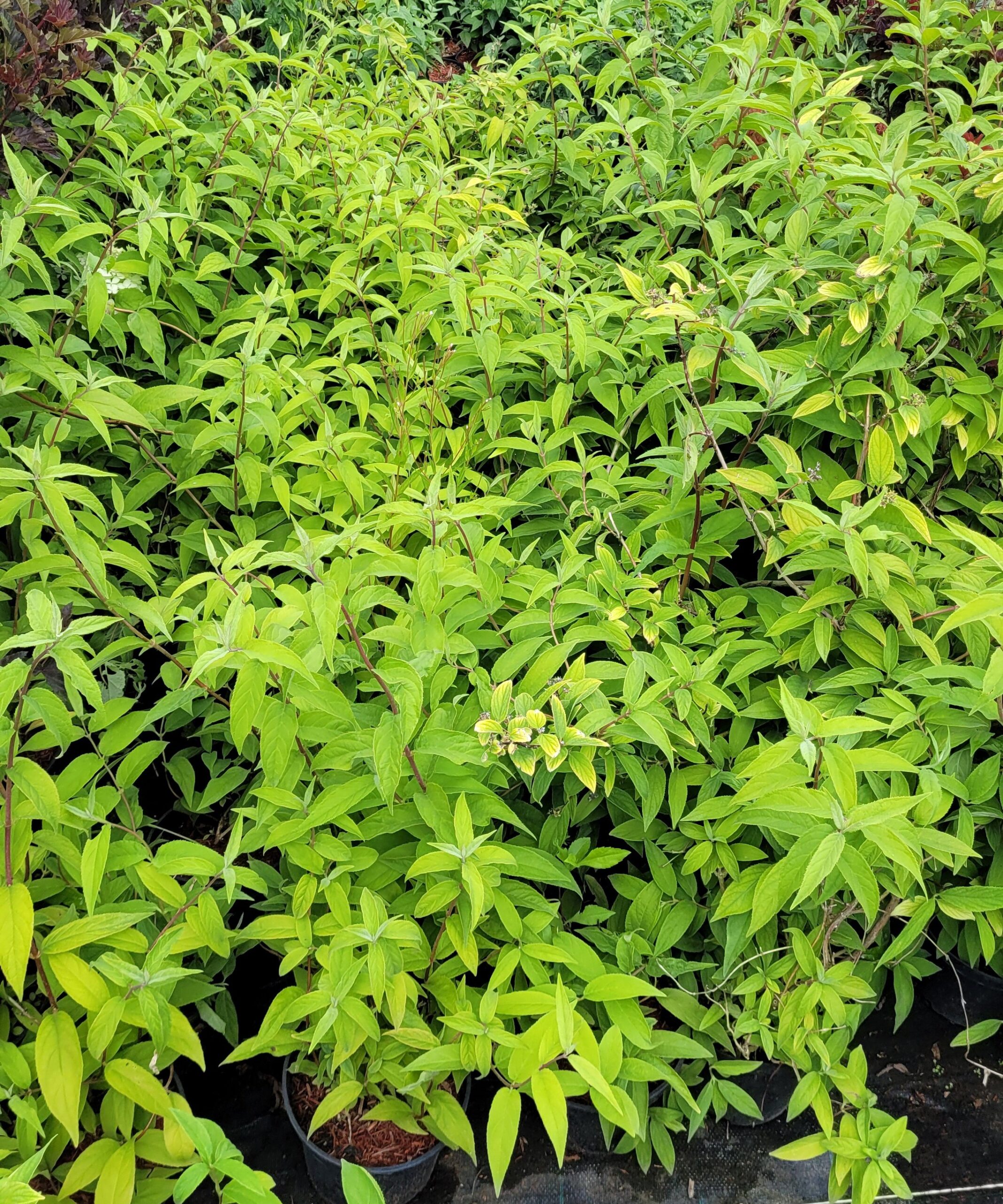 Żylistek mieszańcowy PINK POM POM - 5